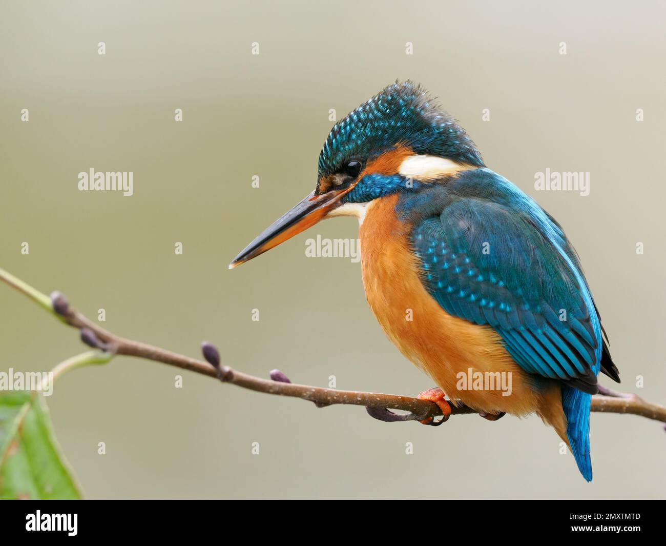 Un comune Martin pescatore (Alcedo atthis) adulto urbano appollaiato sul ramo. Fotografato nel centro di Bradford su Avon, nel Wiltshire in Inghilterra. Foto Stock