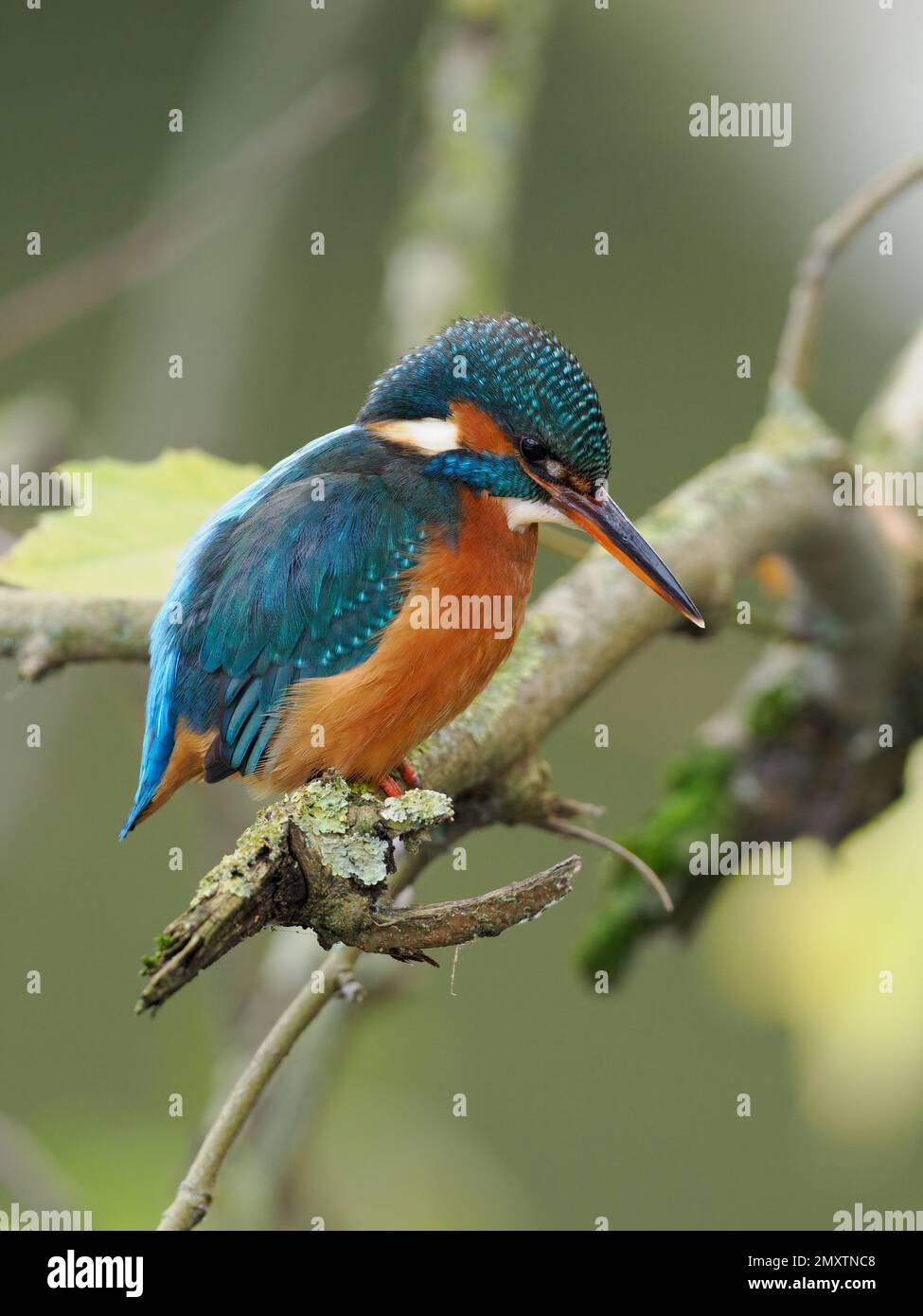 Un comune Martin pescatore (Alcedo atthis) adulto urbano appollaiato sul ramo. Fotografato nel centro di Bradford su Avon, nel Wiltshire in Inghilterra. Foto Stock