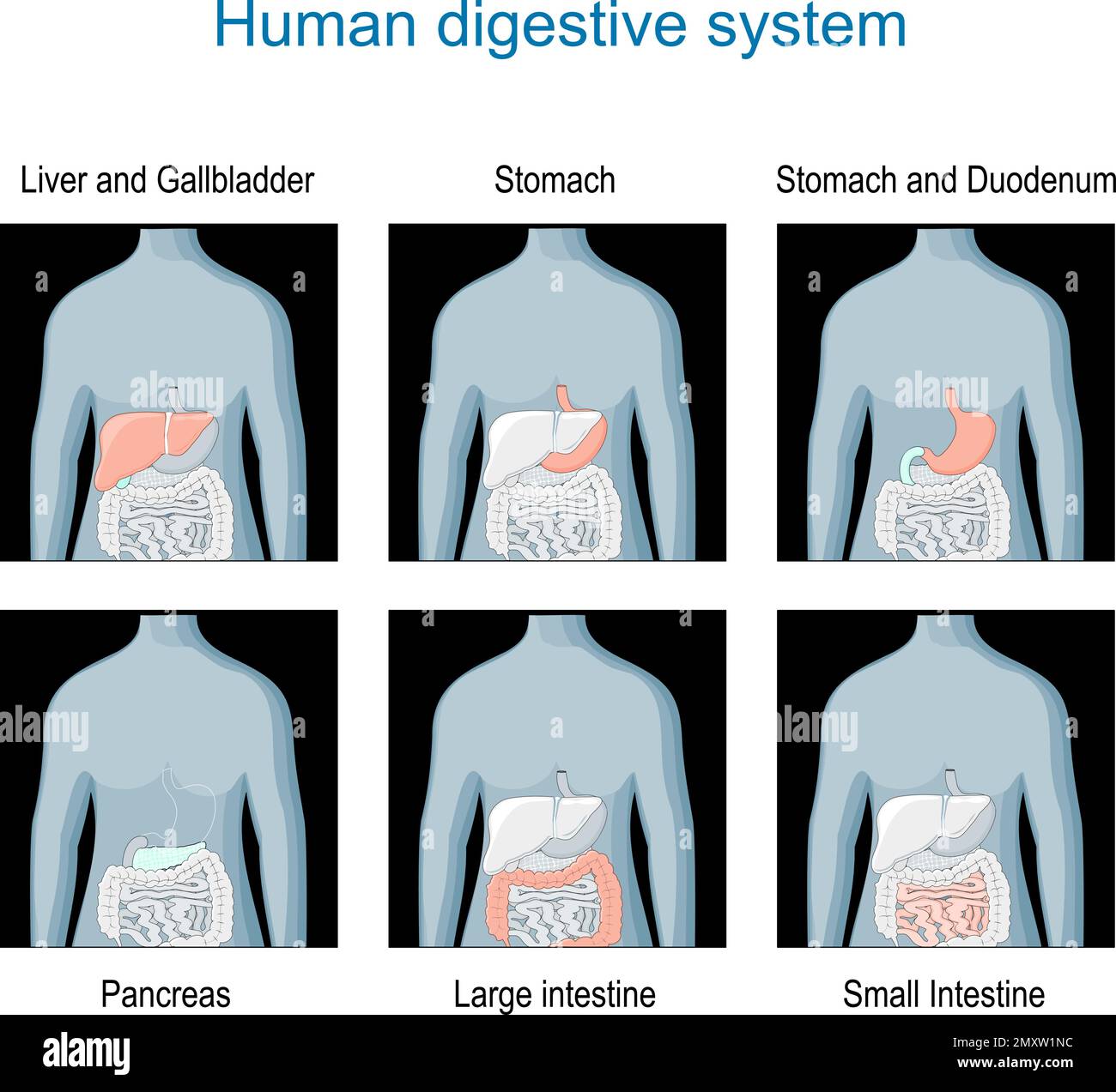 Apparato digerente. Imposta le icone con gli organi interni evidenziati sulla silhouette umana scura. Anatomia umana. diagramma sulla posizione degli organi Illustrazione Vettoriale