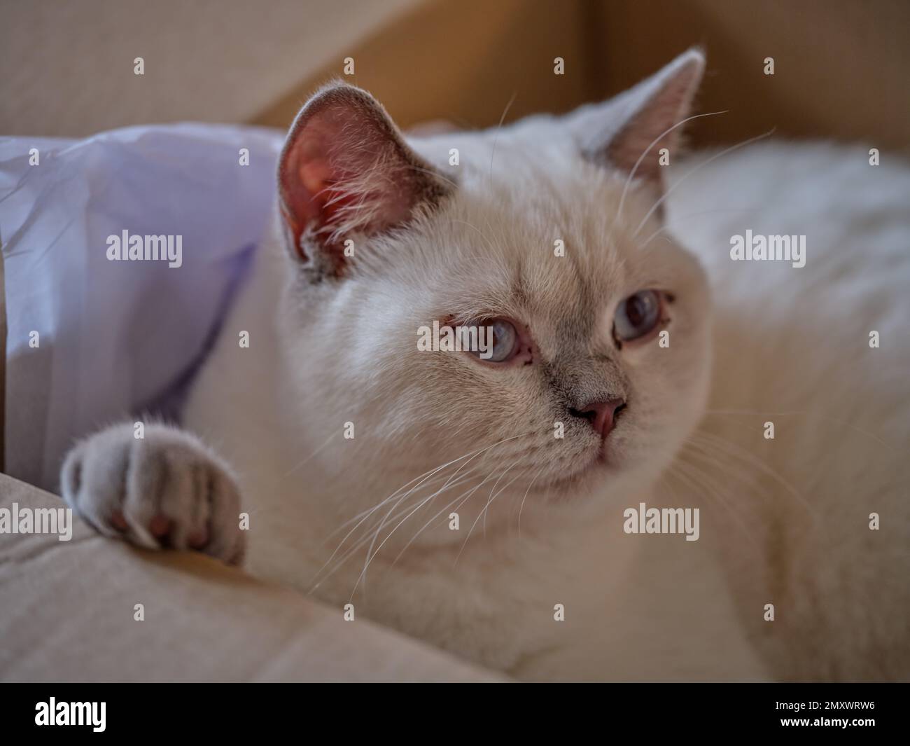 Occhi azzurri gattino inglese shorthair crema catkin colorpoint con punte grigie Foto Stock