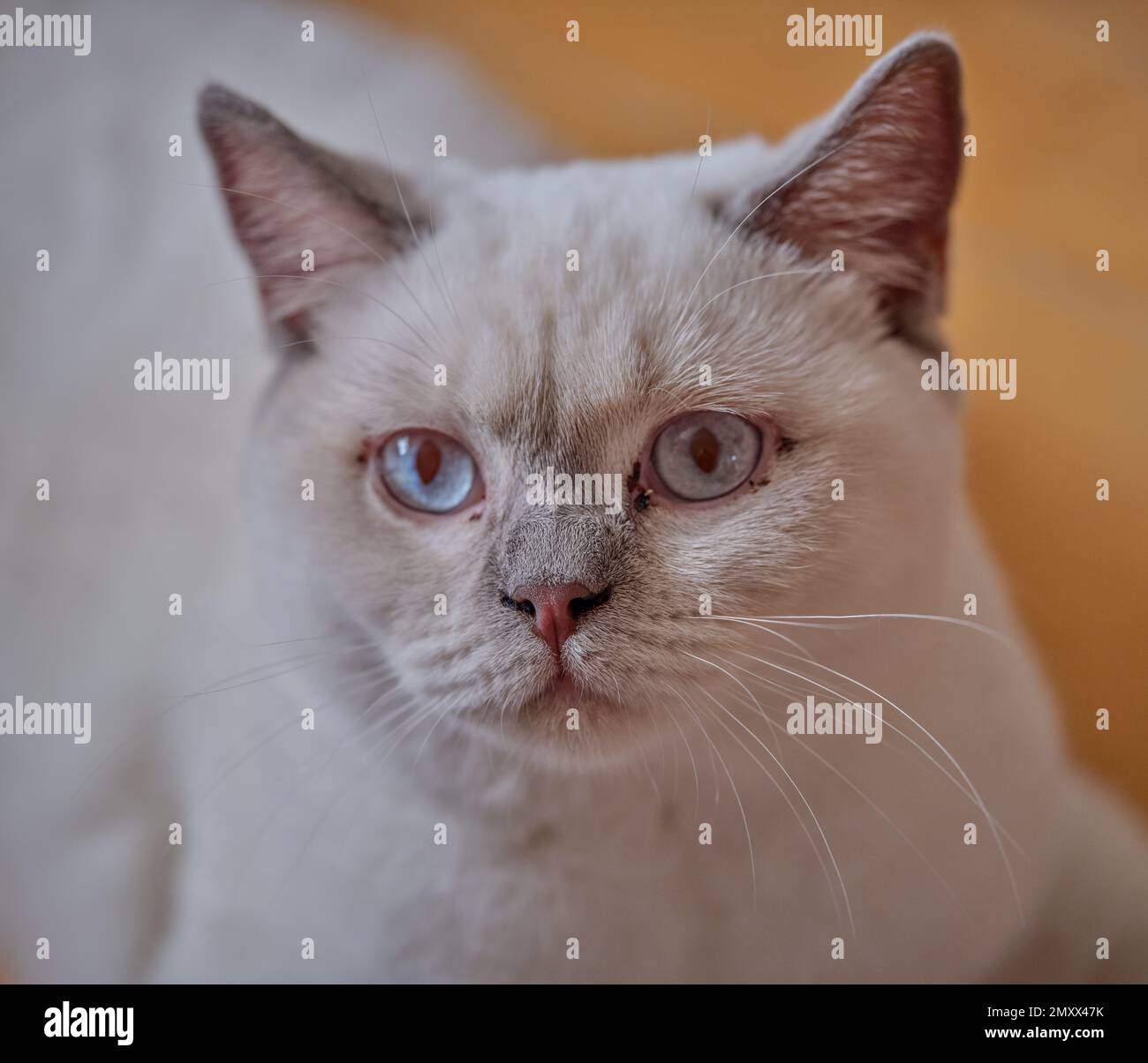 Occhi azzurri gattino inglese shorthair crema catkin colorpoint con punte grigie Foto Stock