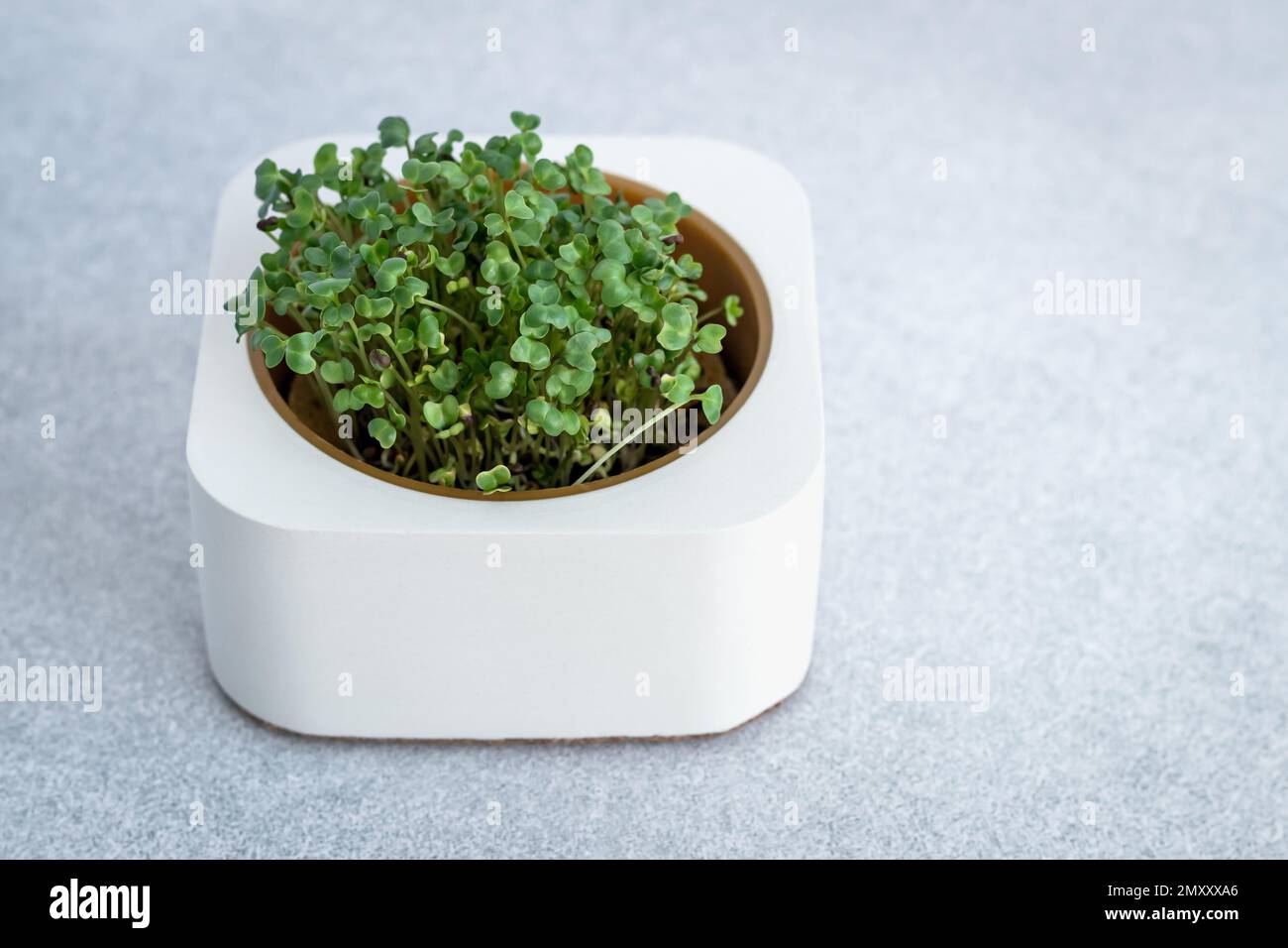 Primo piano di broccoli microgretti in pentola bianca su fondo grigio. Concetto di giardinaggio domestico e vegetazione crescente all'interno. Superfood per il lif vegano Foto Stock