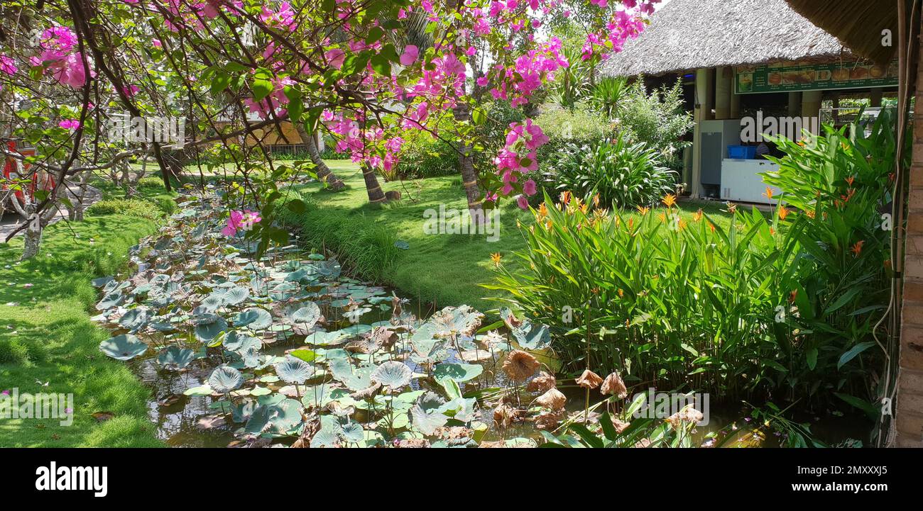 Ruscello coperto di fiori bianchi che scorrono attraverso un giardino asiatico con fiori di ciliegio di fronte. Foto Stock