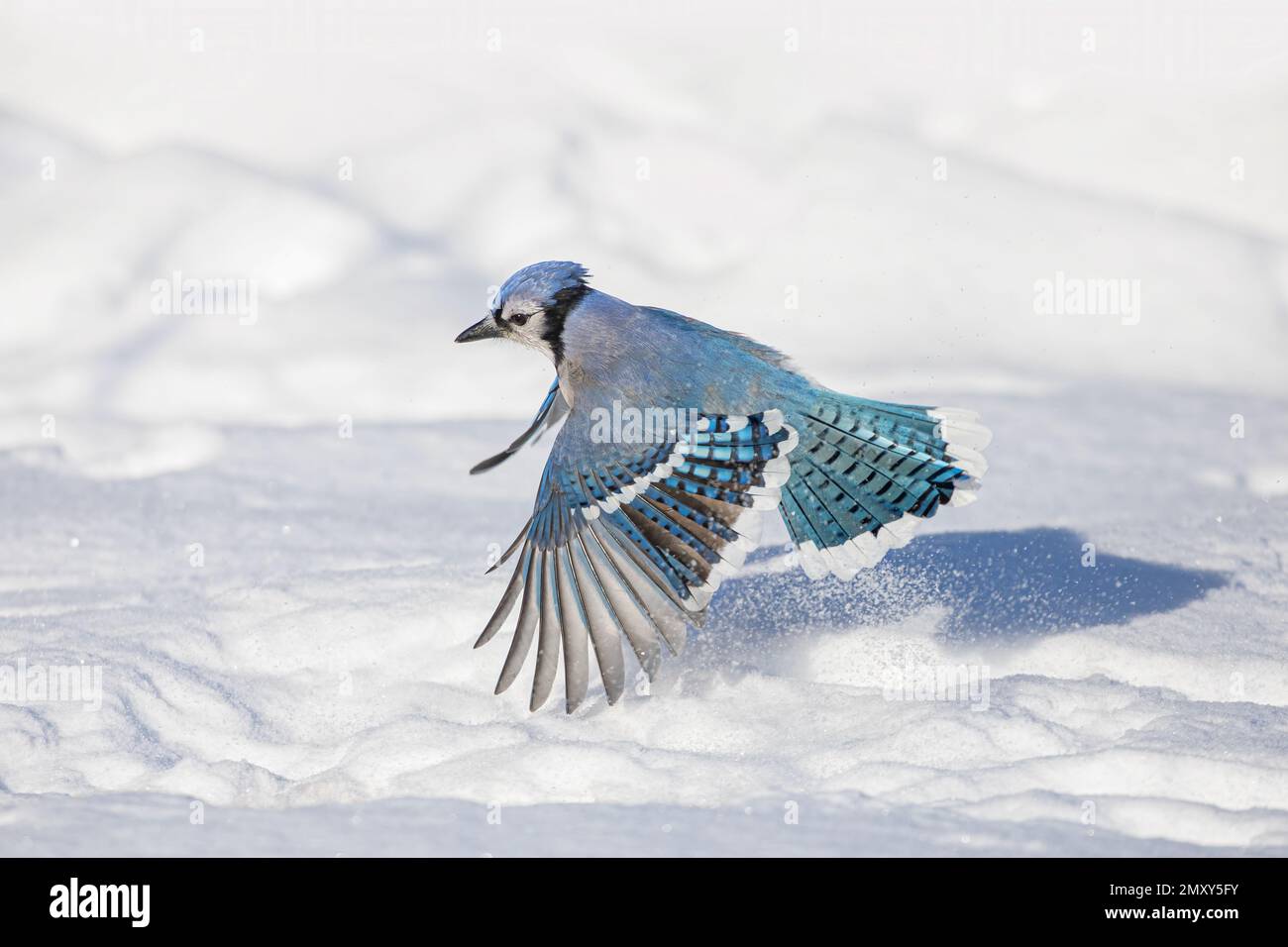 Blue Jay (Cyanocitta cristata) isolato su sfondo bianco in volo sulla neve alla ricerca di cibo in un inverno canadese. Foto Stock