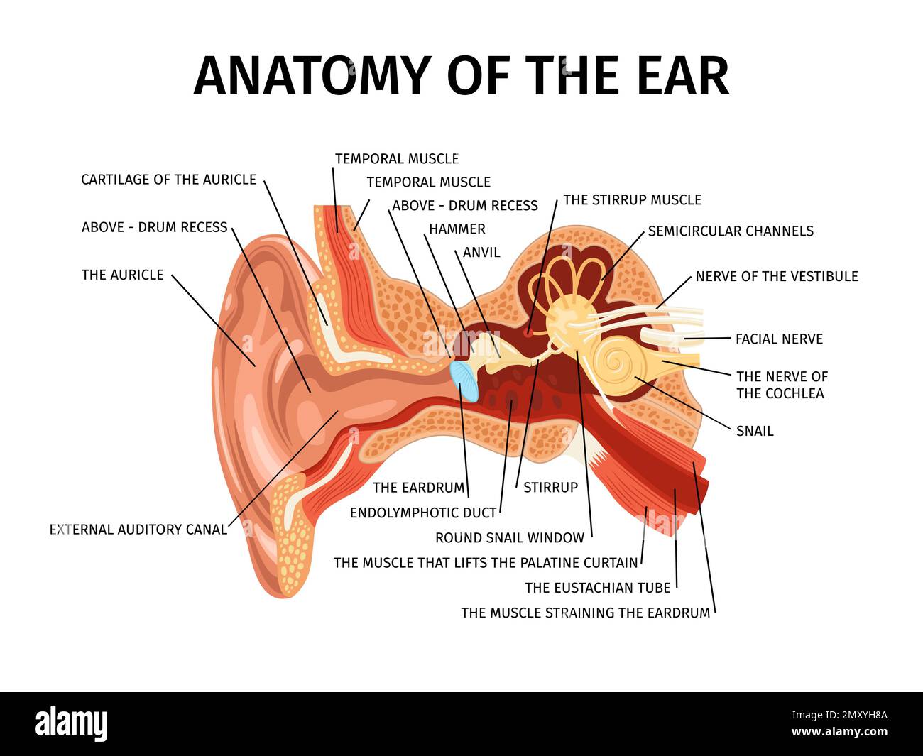 Anatomia realistica della composizione dell'orecchio umano con vista a diagramma delle parti esterne e interne dell'illustrazione del vettore auricolare Illustrazione Vettoriale