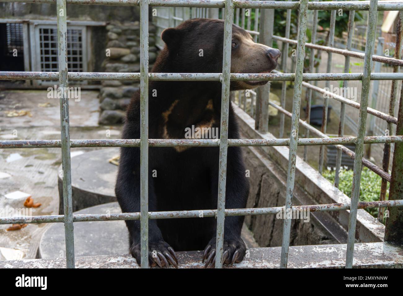 Una foto ravvicinata di un orso solare in una gabbia all'interno di uno zoo, evidenziando la situazione di questa specie in pericolo e l'importanza della conservazione della fauna selvatica Foto Stock