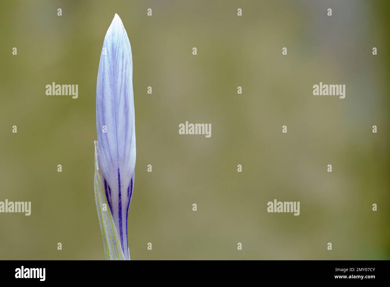 Singolo crocus viola e bianco nel vecchio cimitero di Southampton Foto Stock