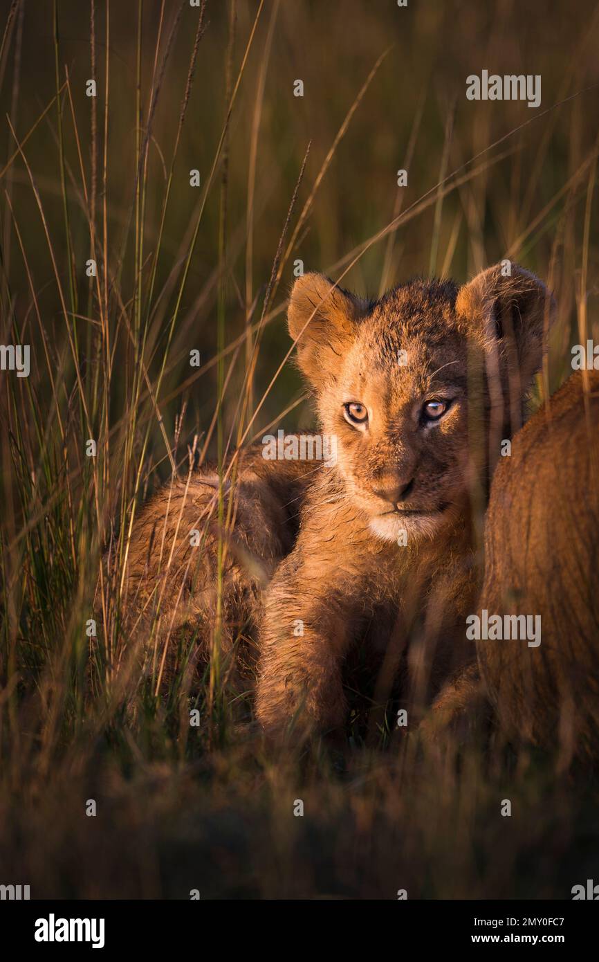 La luce del mattino presto ha colpito questo cucciolo perfettamente. Mi piaceva lo sfarzosità del suo occhio e l'intensità del suo sguardo. Mara North conservancy, Masai Mara, K Foto Stock