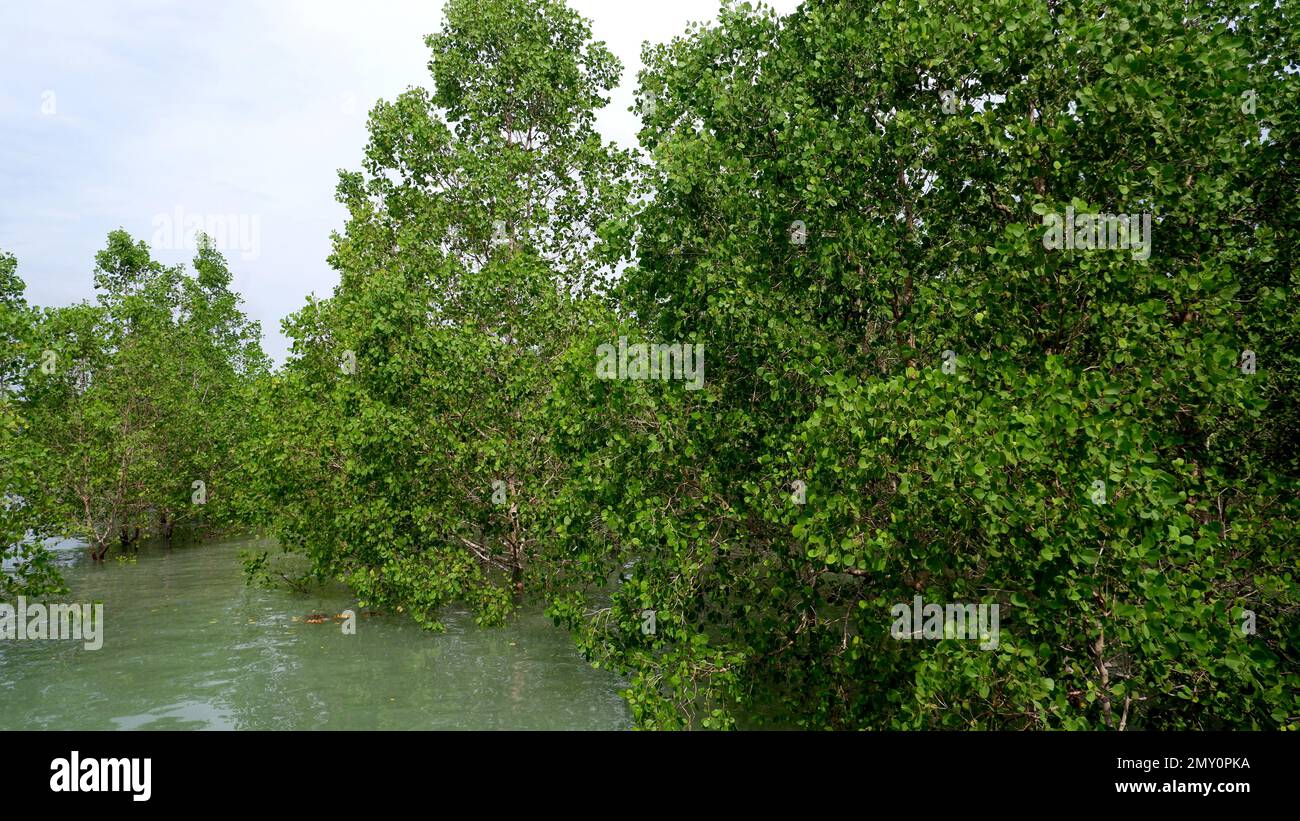 Lussureggianti alberi di Avicennia Marina, quando allagati da alta marea, nel Villaggio di Belo Laut in Una mattinata soleggiata Foto Stock