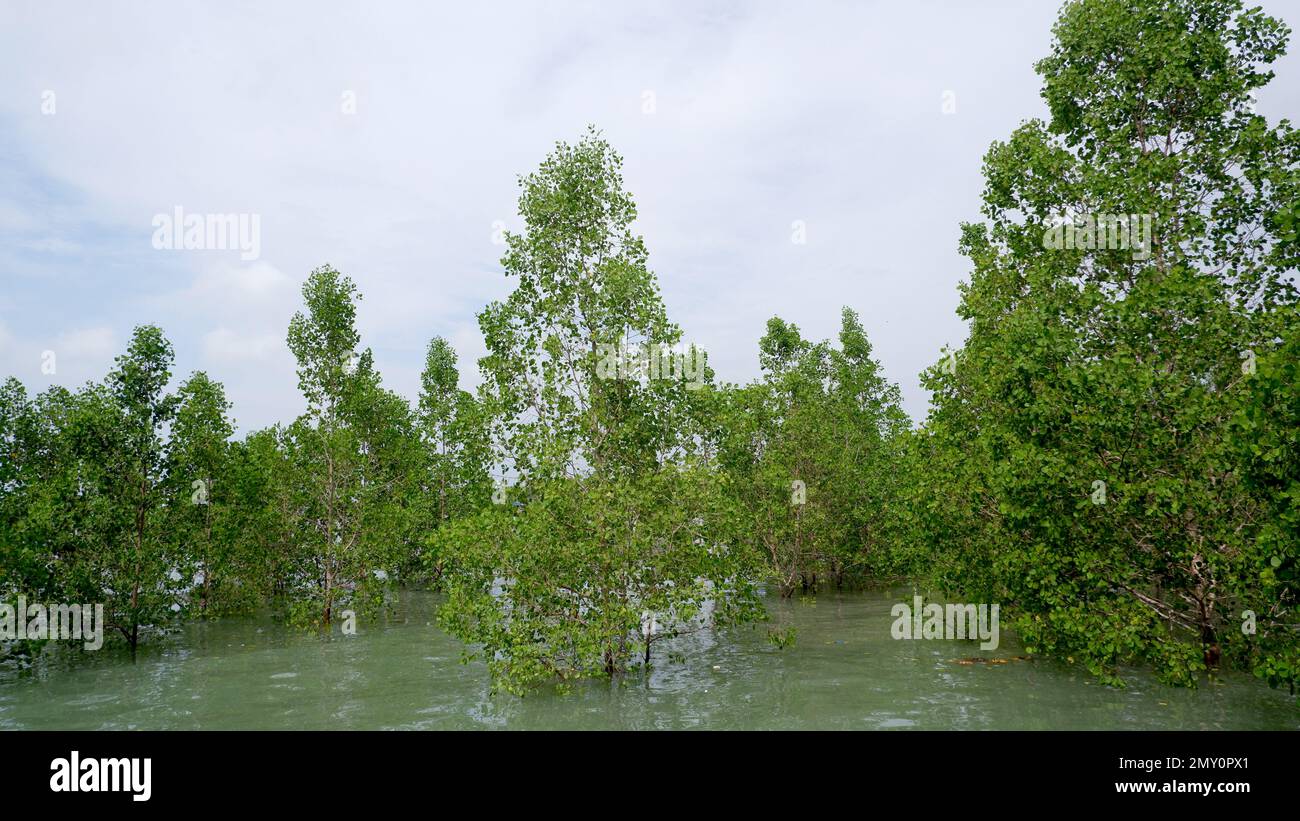Avicennia Marina alberi sommersi durante l'alta marea, nel villaggio di Belo Laut, presto al mattino Foto Stock