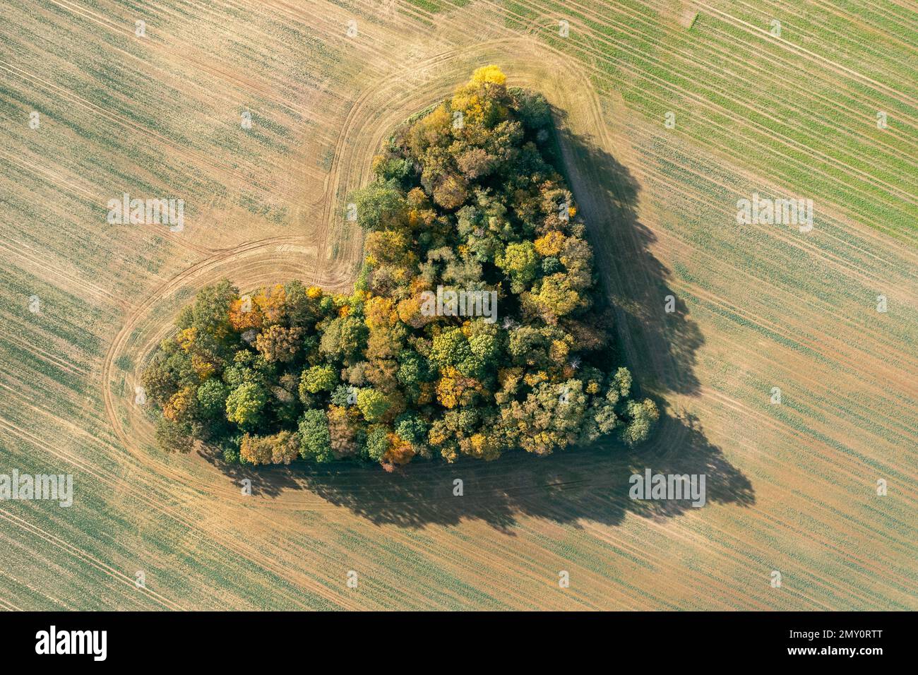 Cuore di una natura, vista aerea di autunno cuore a forma di foresta tra i campi agricoli Foto Stock