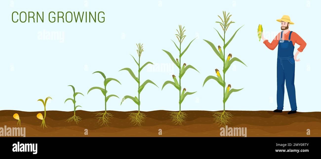 Composizione piatta dei prodotti mais con testo contadino e set di immagini vegetali che rappresentano le fasi di illustrazione del vettore di crescita Illustrazione Vettoriale