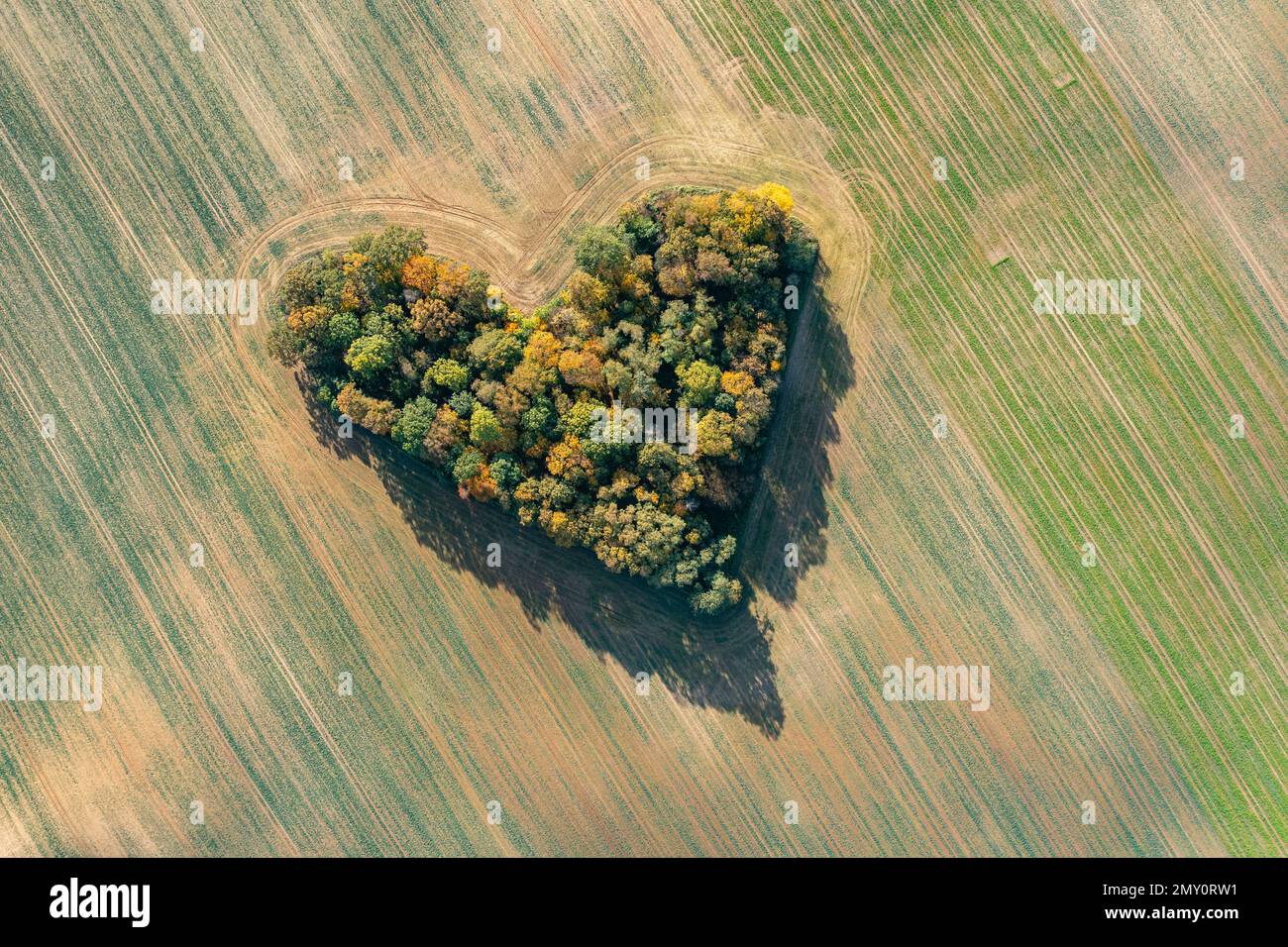 Cuore di una natura, vista aerea di autunno cuore a forma di foresta tra i campi agricoli Foto Stock