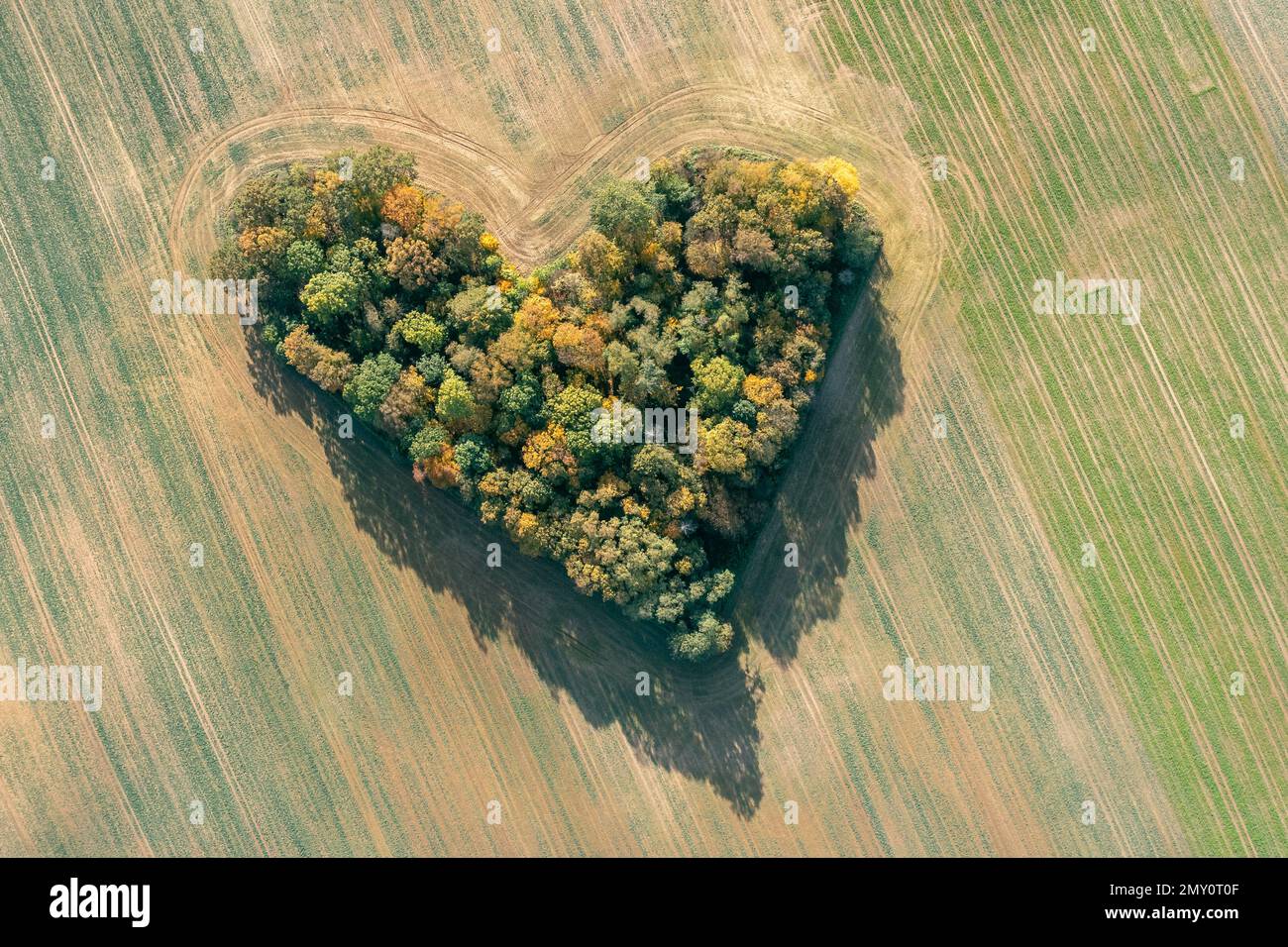 Cuore di una natura, vista aerea di autunno cuore a forma di foresta tra i campi agricoli Foto Stock