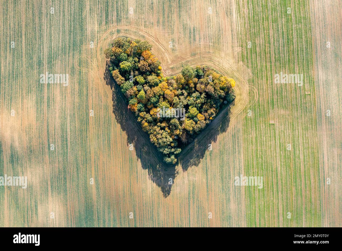 Cuore di una natura, vista aerea di autunno cuore a forma di foresta tra i campi agricoli Foto Stock