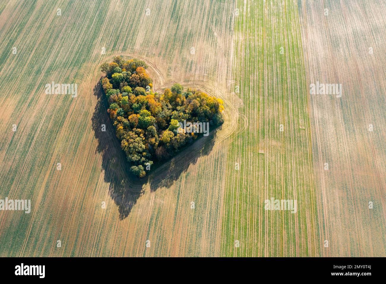 Cuore di una natura, vista aerea di autunno cuore a forma di foresta tra i campi agricoli Foto Stock