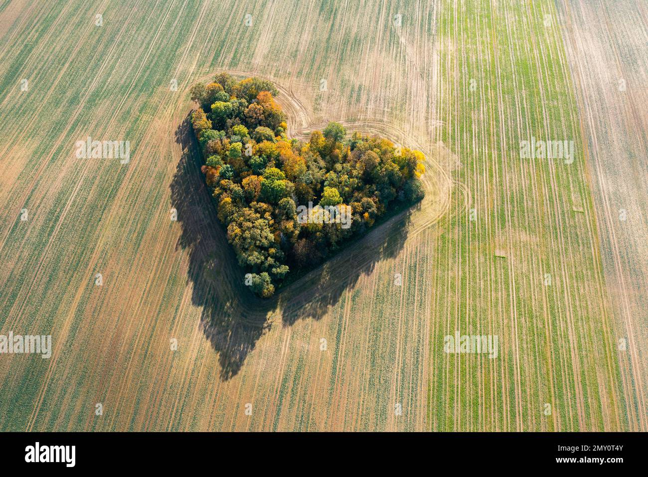 Cuore di una natura, vista aerea di autunno cuore a forma di foresta tra i campi agricoli Foto Stock