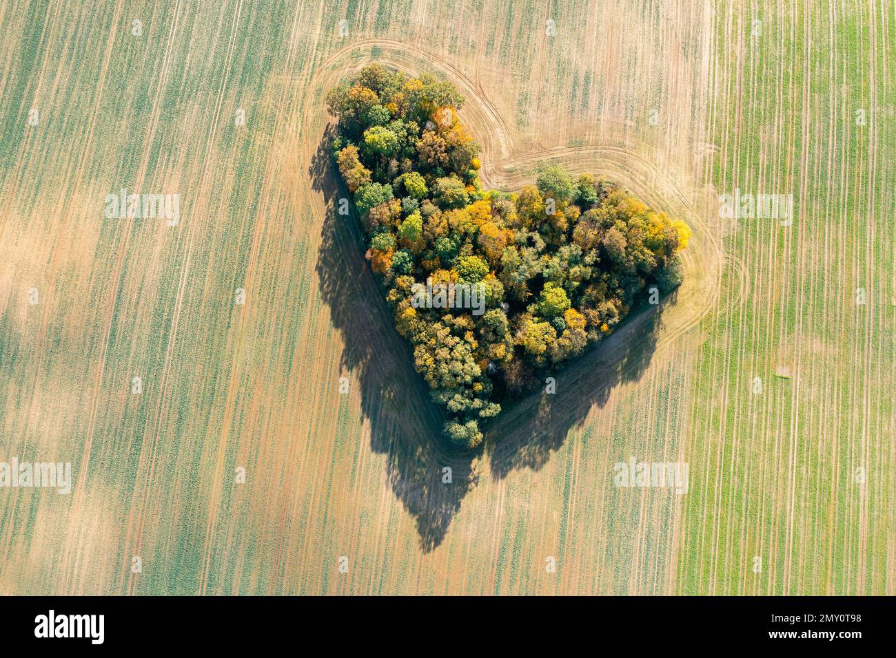 Cuore di una natura, vista aerea di autunno cuore a forma di foresta tra i campi agricoli Foto Stock