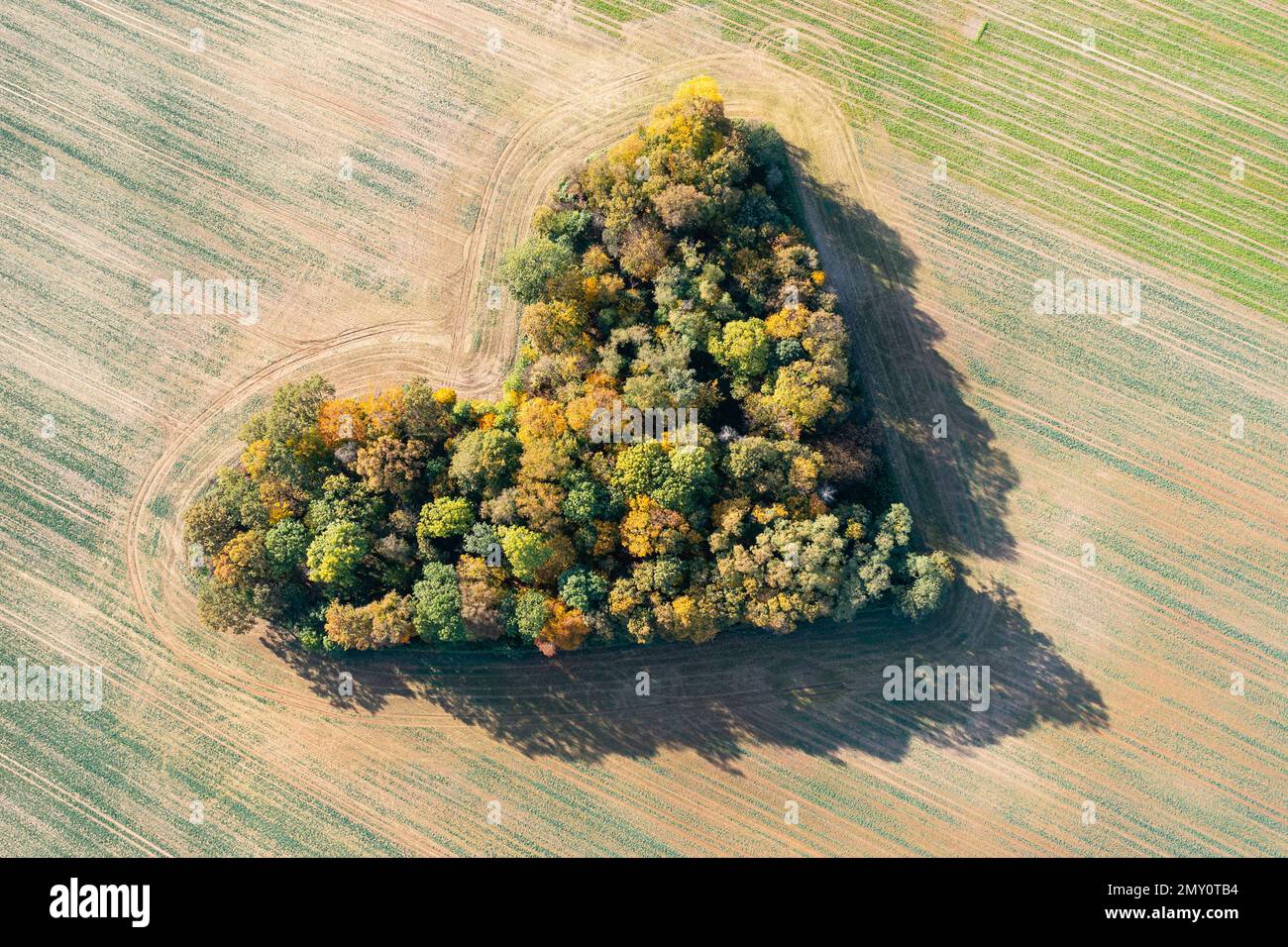 Cuore di una natura, vista aerea di autunno cuore a forma di foresta tra i campi agricoli Foto Stock