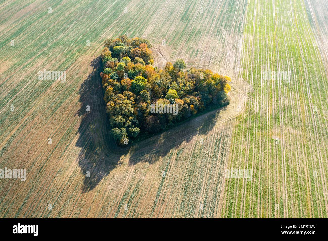 Cuore di una natura, vista aerea di autunno cuore a forma di foresta tra i campi agricoli Foto Stock