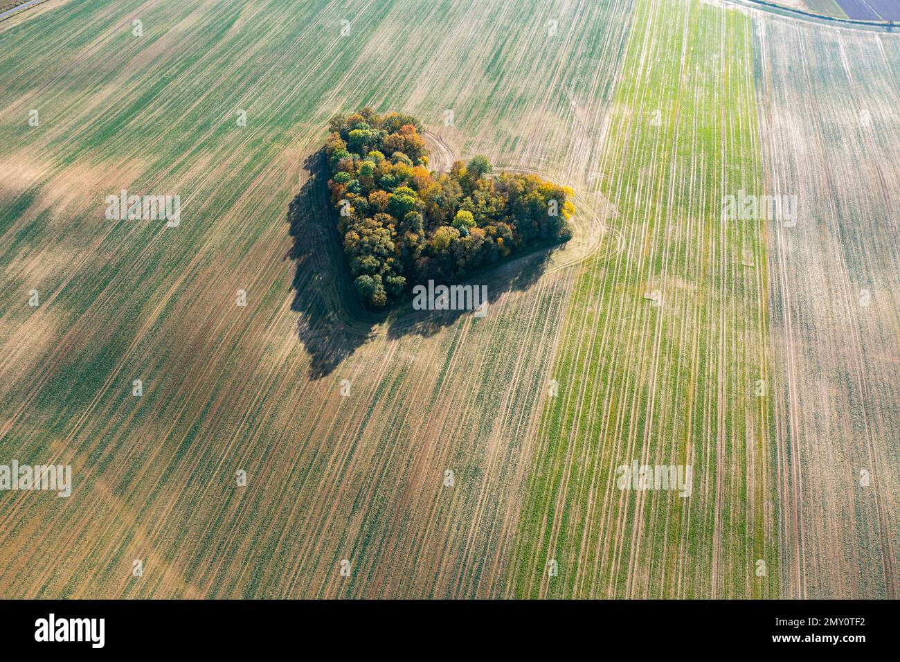 Cuore di una natura, vista aerea di autunno cuore a forma di foresta tra i campi agricoli Foto Stock