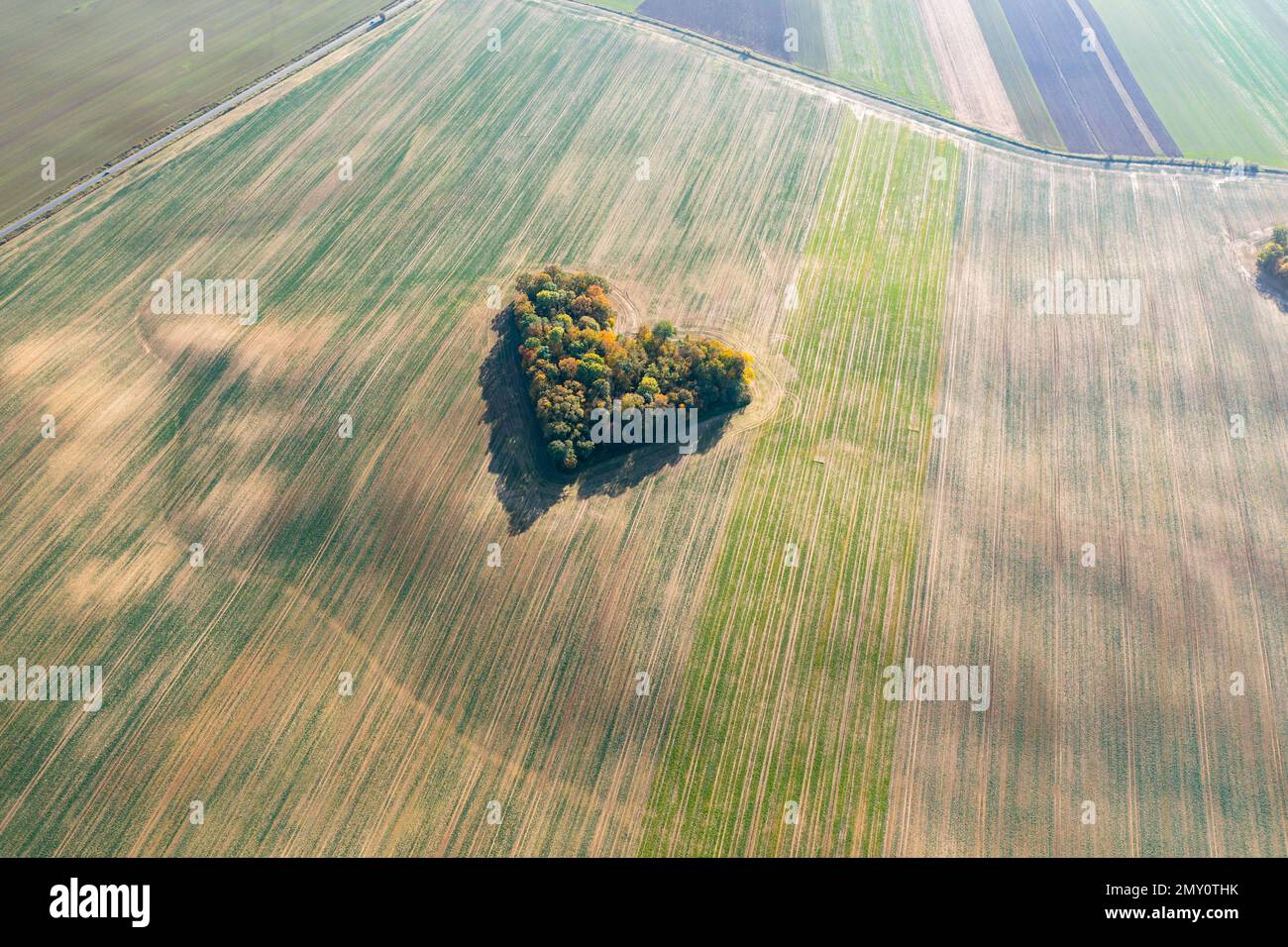 Cuore di una natura, vista aerea di autunno cuore a forma di foresta tra i campi agricoli Foto Stock