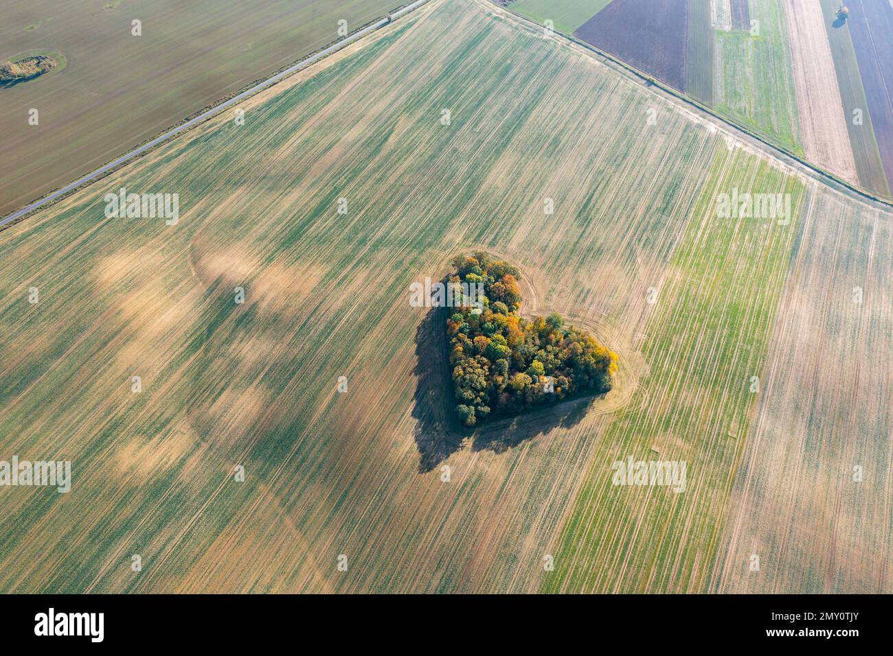 Cuore di una natura, vista aerea di autunno cuore a forma di foresta tra i campi agricoli Foto Stock