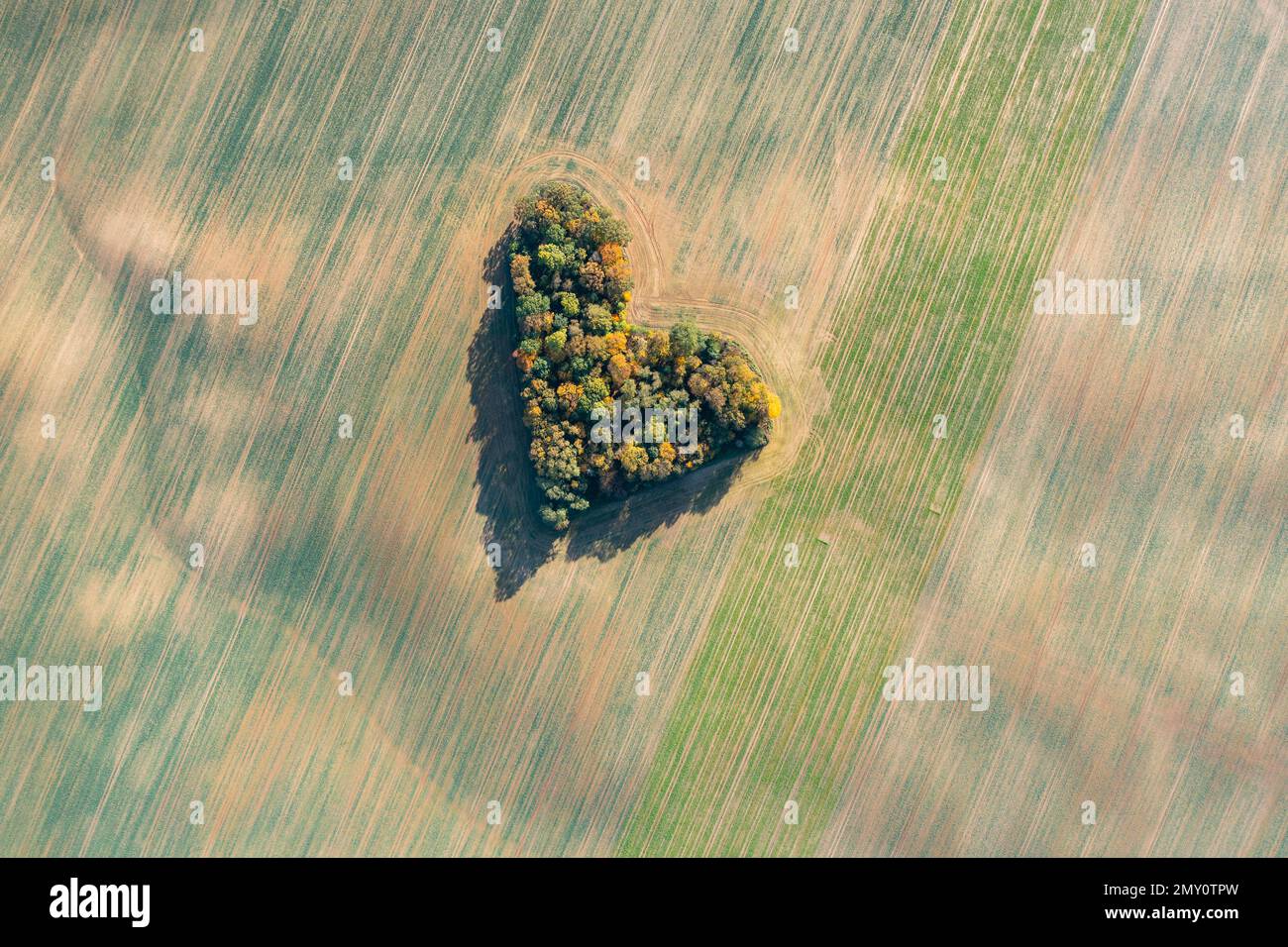 Cuore di una natura, vista aerea di autunno cuore a forma di foresta tra i campi agricoli Foto Stock