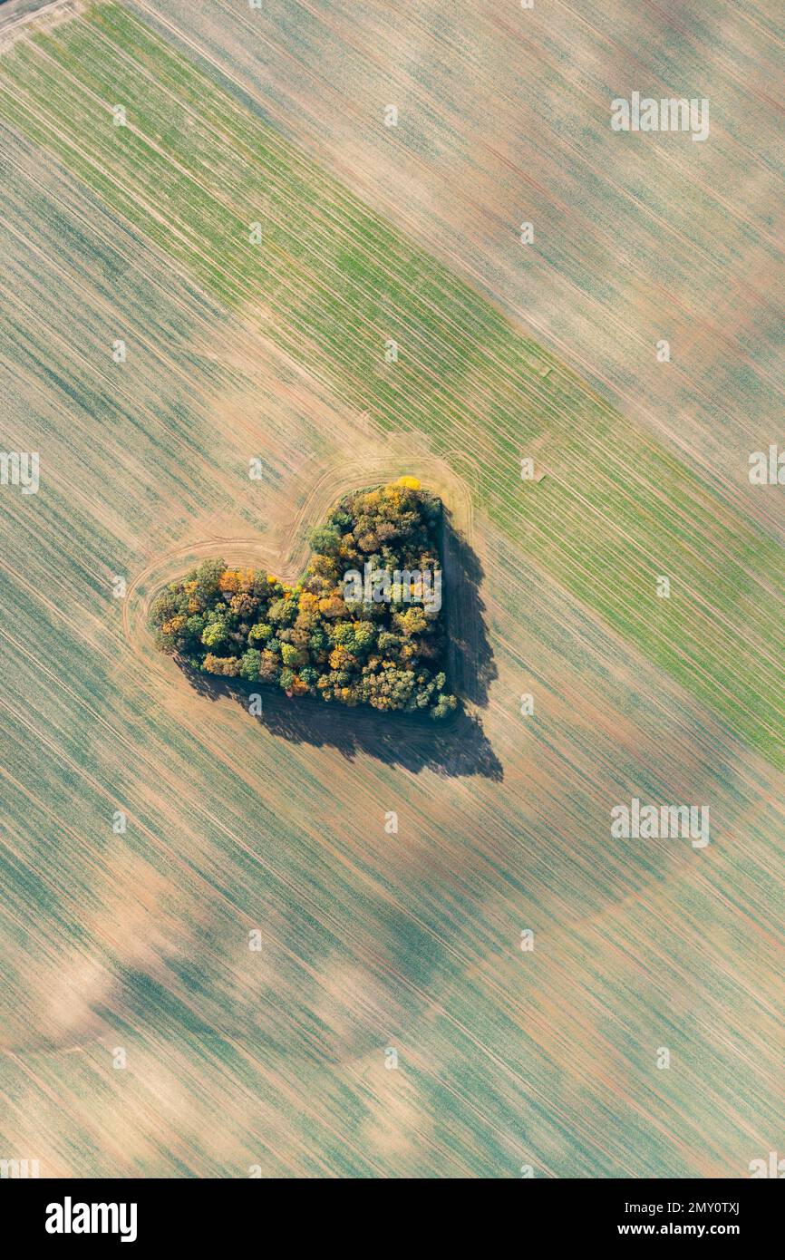 Cuore di una natura, vista aerea di autunno cuore a forma di foresta tra i campi agricoli Foto Stock