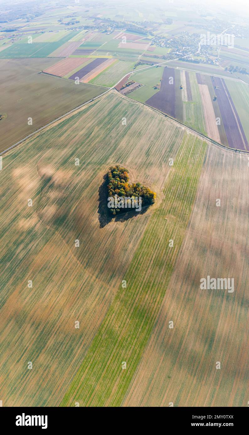 Cuore di una natura, vista aerea di autunno cuore a forma di foresta tra i campi agricoli Foto Stock