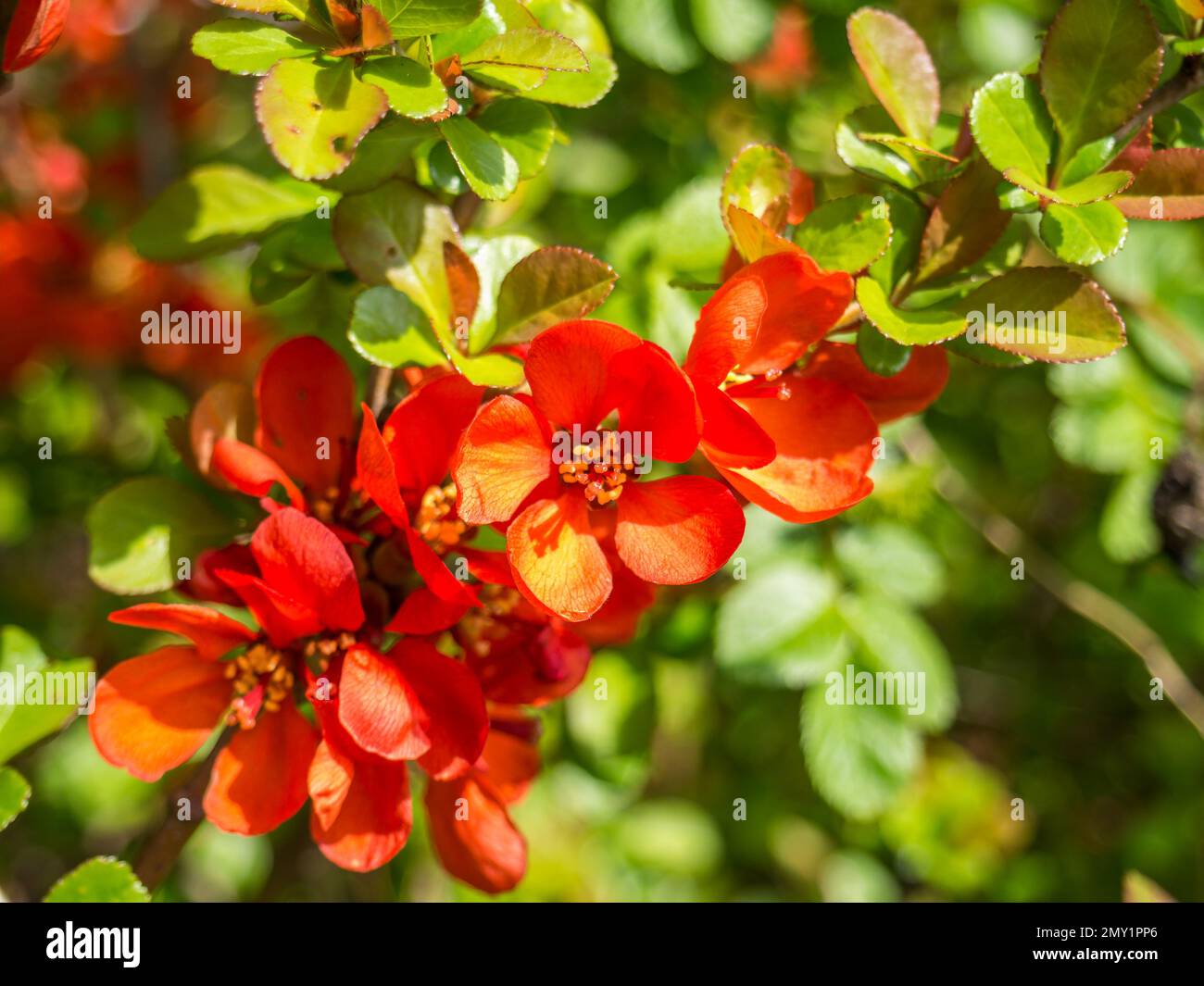 Giapponese ornamentale mela cotogna Chaenomeles japonica Foto Stock