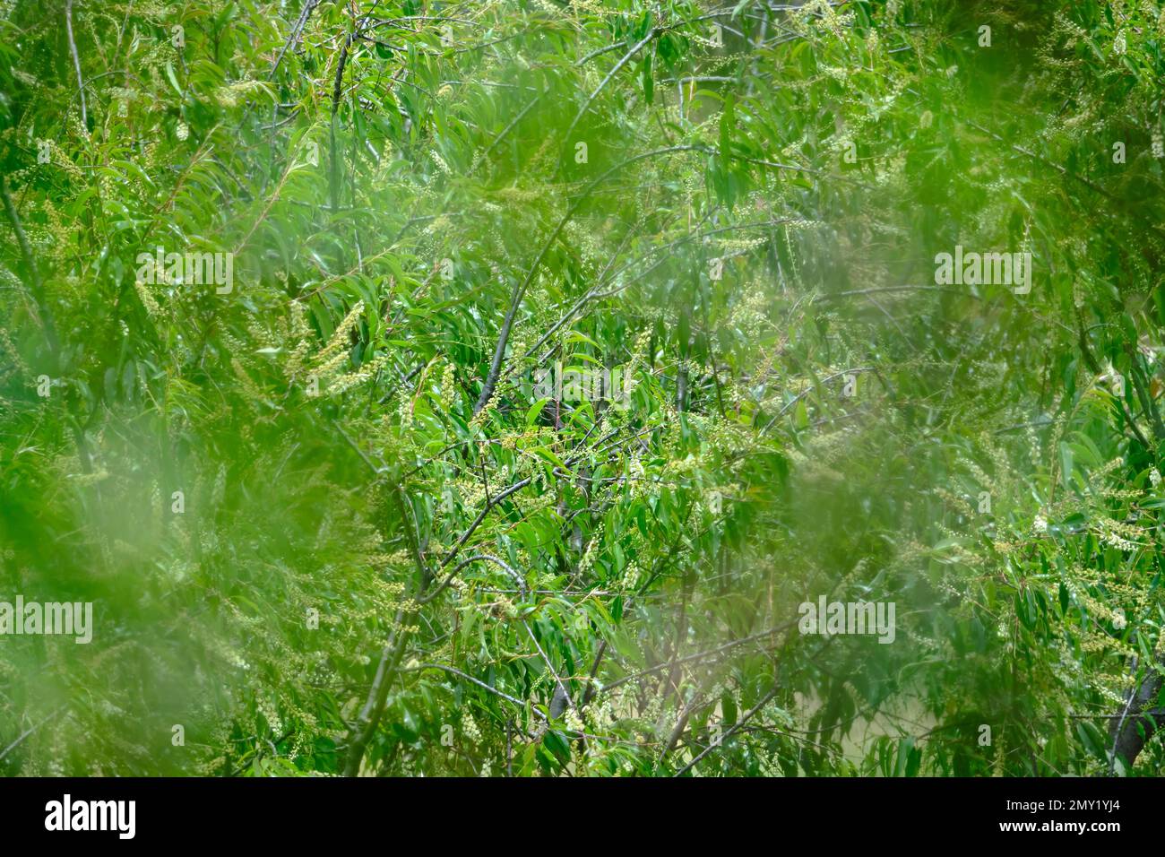 Struttura della foresta, vegetazione degli alberi accompagnata da sfocatura come uso di sfondo. Foto Stock