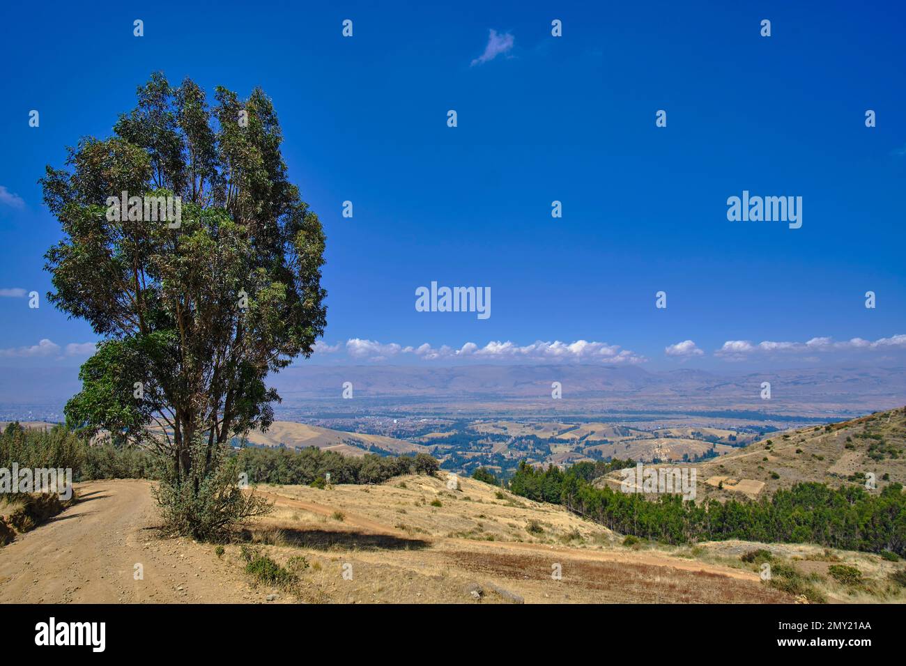 Eucalipto (eucalipto globulo), albero solitario sulla collina con il paesaggio andino sullo sfondo. Foto Stock