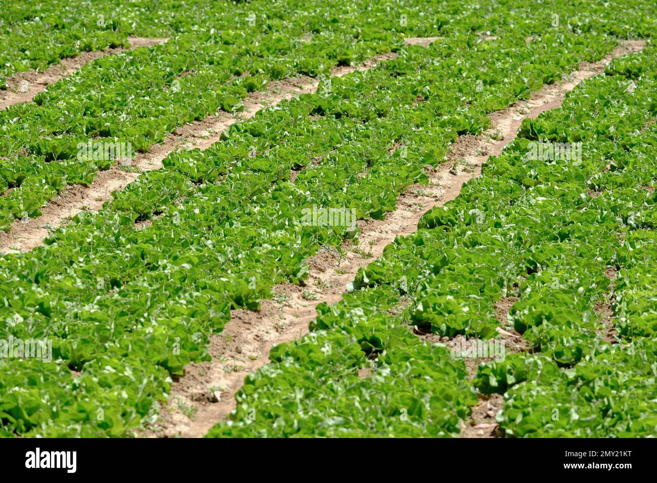 Frammento di lattuga (Lactuca sativa) nelle Ande peruviane, bella e produttiva coltura pronta per la raccolta. Foto Stock