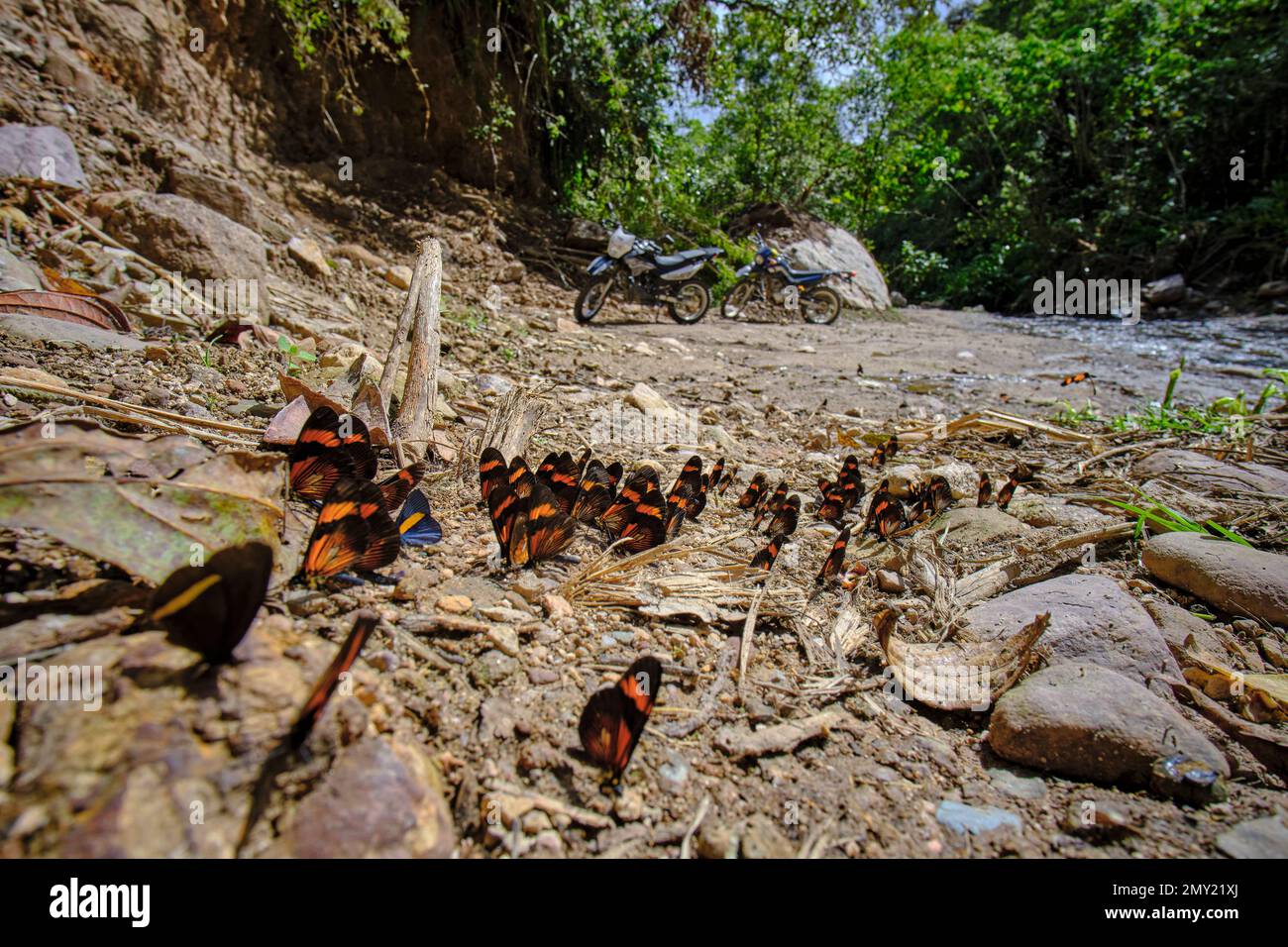 Gruppo di farfalle (ordine Lepidoptera) arroccato su uno spazio di terreno ricco di sali, che attrae farfalle. Foto Stock