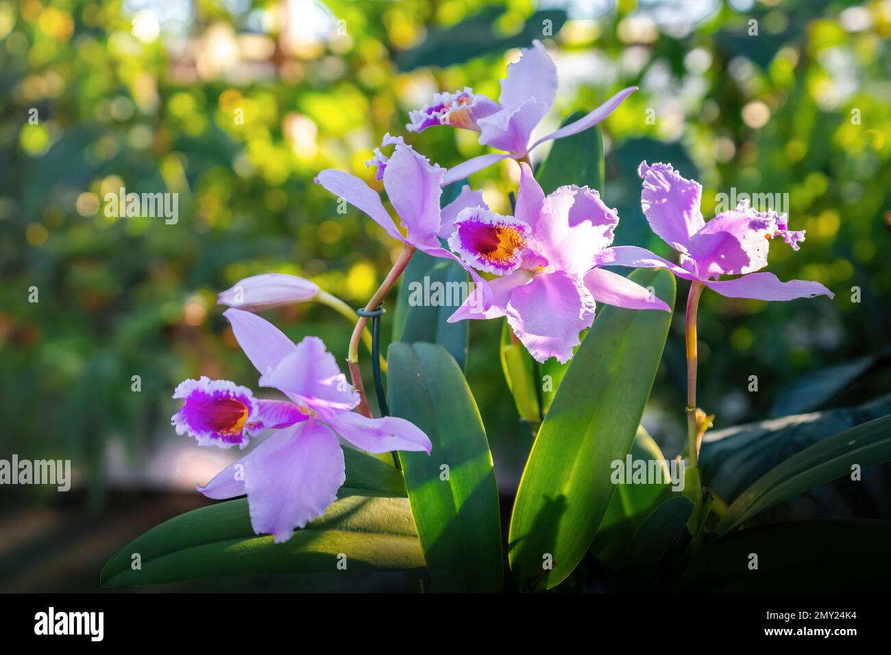 Rosa Cattleya Orchid Fiore su un giardino Foto Stock