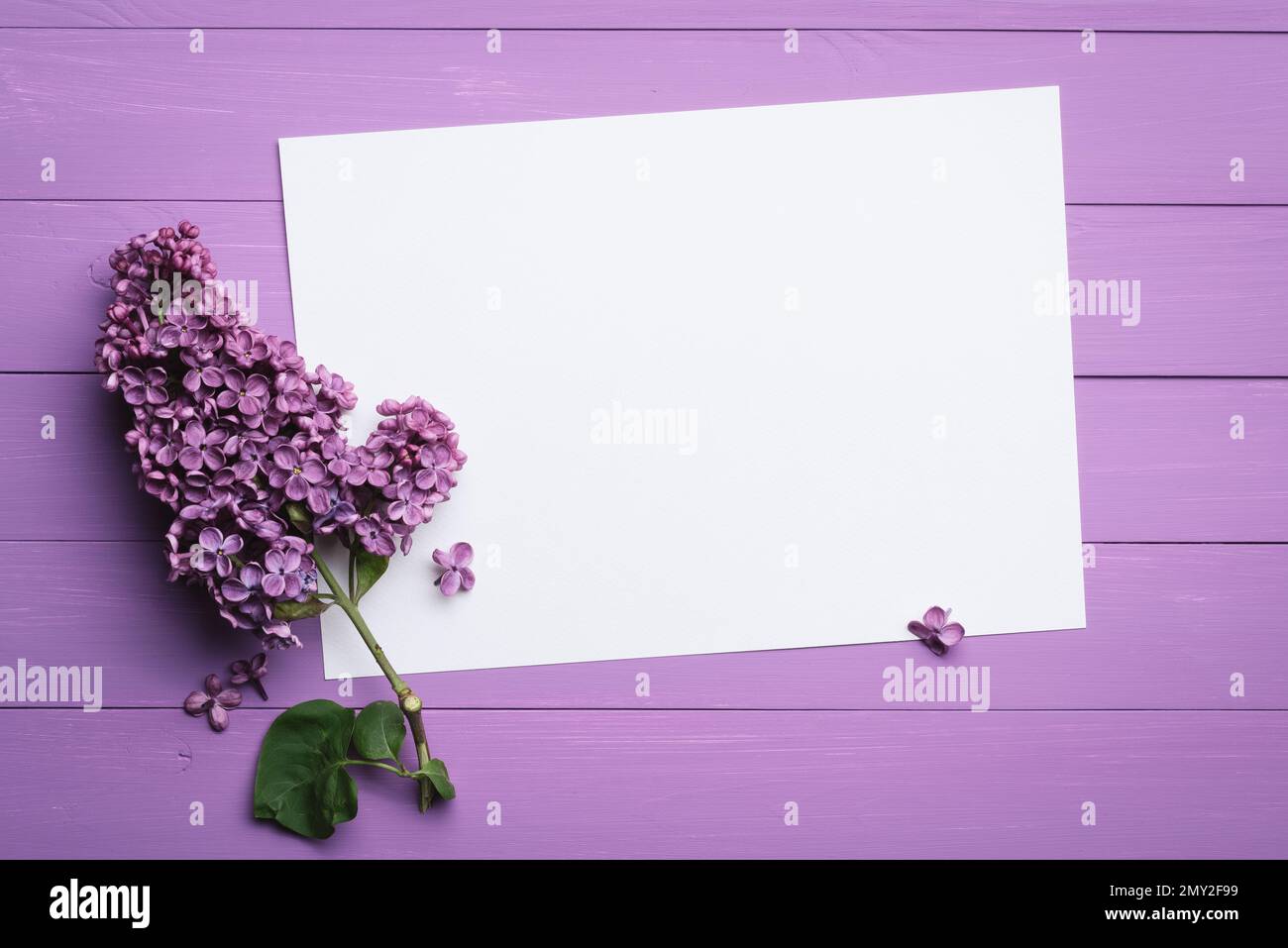 Sfondo lilla per il testo. Ramo di fiori di lilla su un asse di legno. Foglio bianco per i messaggi Foto Stock