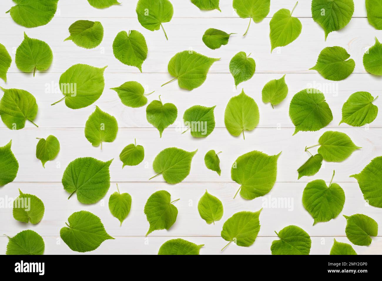 Modello di foglie di tiglio verde su sfondo di legno bianco. Layout piatto, vista dall'alto Foto Stock