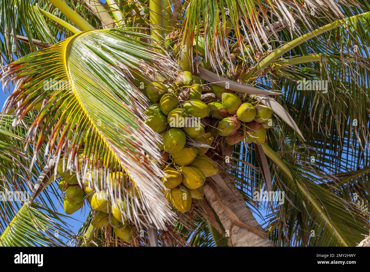 Palma da cocco, penisola di Yucatán, Messico Foto Stock