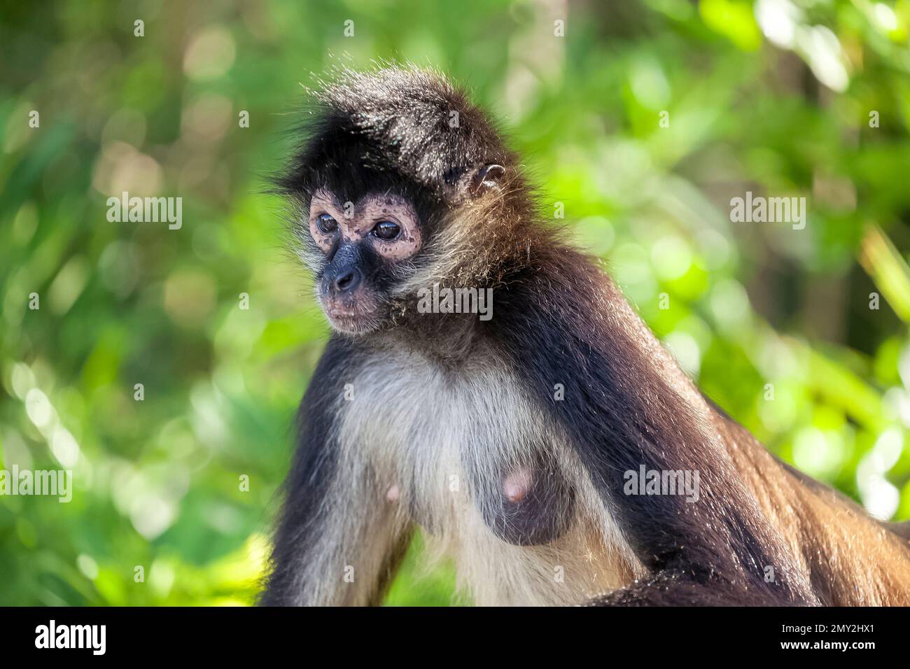 Scimmia ragno, penisola di Yucatán, Messico Foto Stock