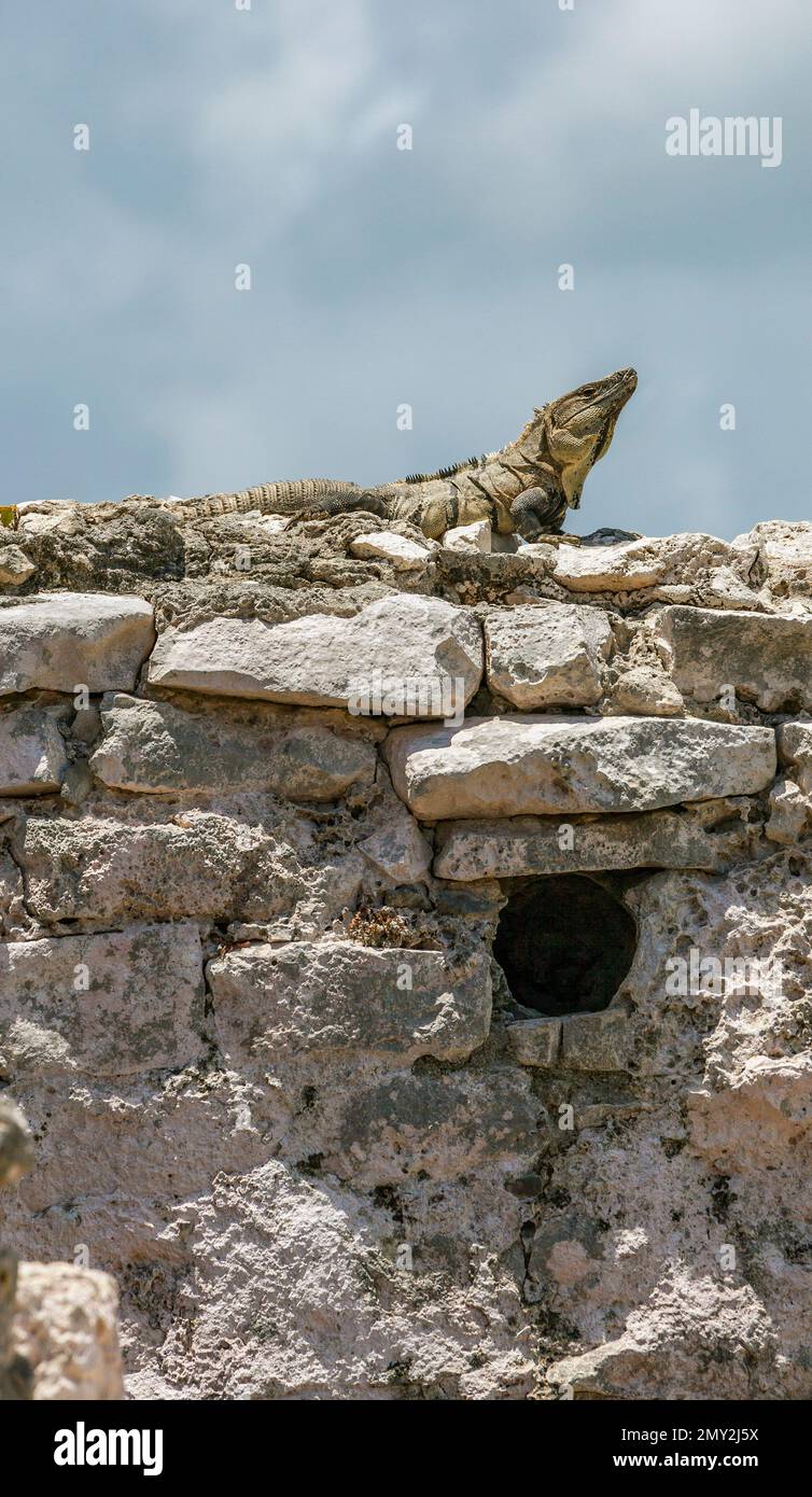 Iguana tra le rovine maya di Tulum, penisola di Yucatán, Messico Foto Stock
