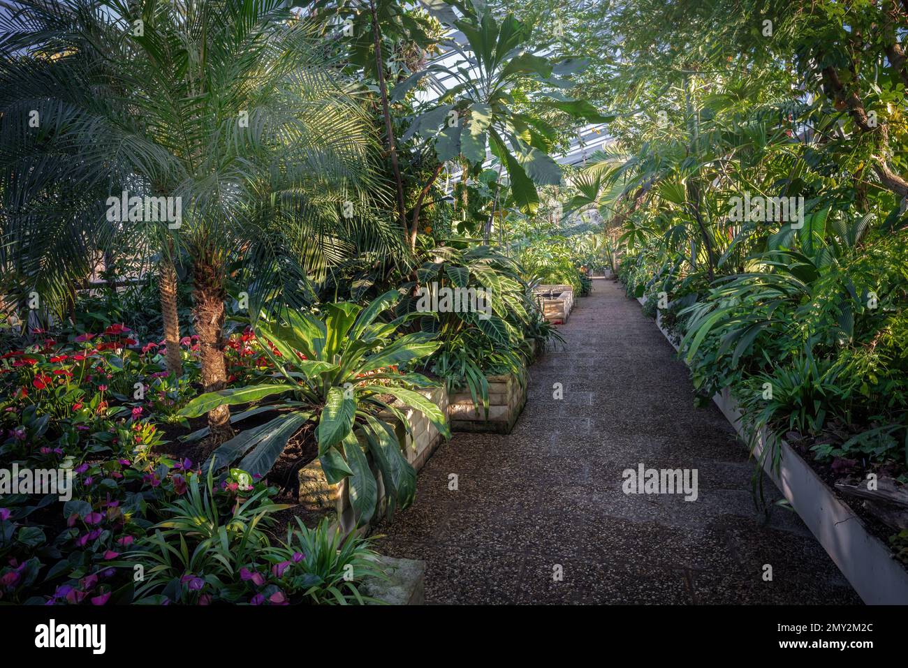 Berggarten giardino botanico interno serra - Hannover, bassa Sassonia, Germania Foto Stock