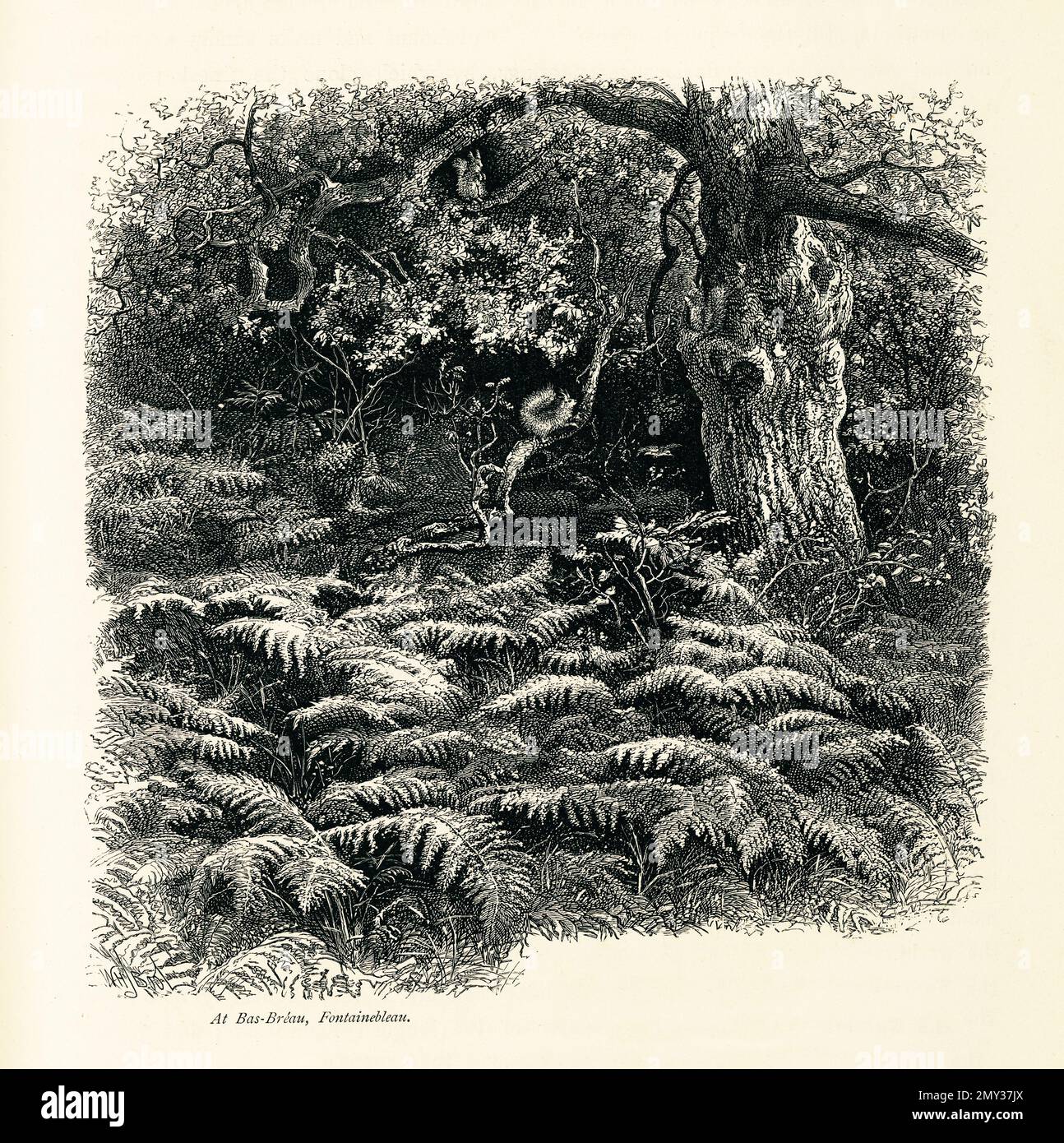 Incisione del 19th ° secolo della foresta di Fontainebleau che si trova nel comune di Fontainebleau, Francia. Illustrazione pubblicata in pittoresca Europa, Vol Foto Stock