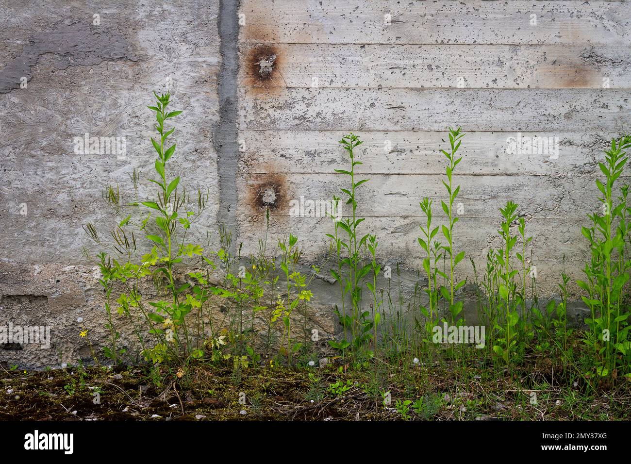 Muratura urbana grigia in cemento con erba verde. Grunge sfondo vintage di erba verde e struttura in cemento. Foto Stock