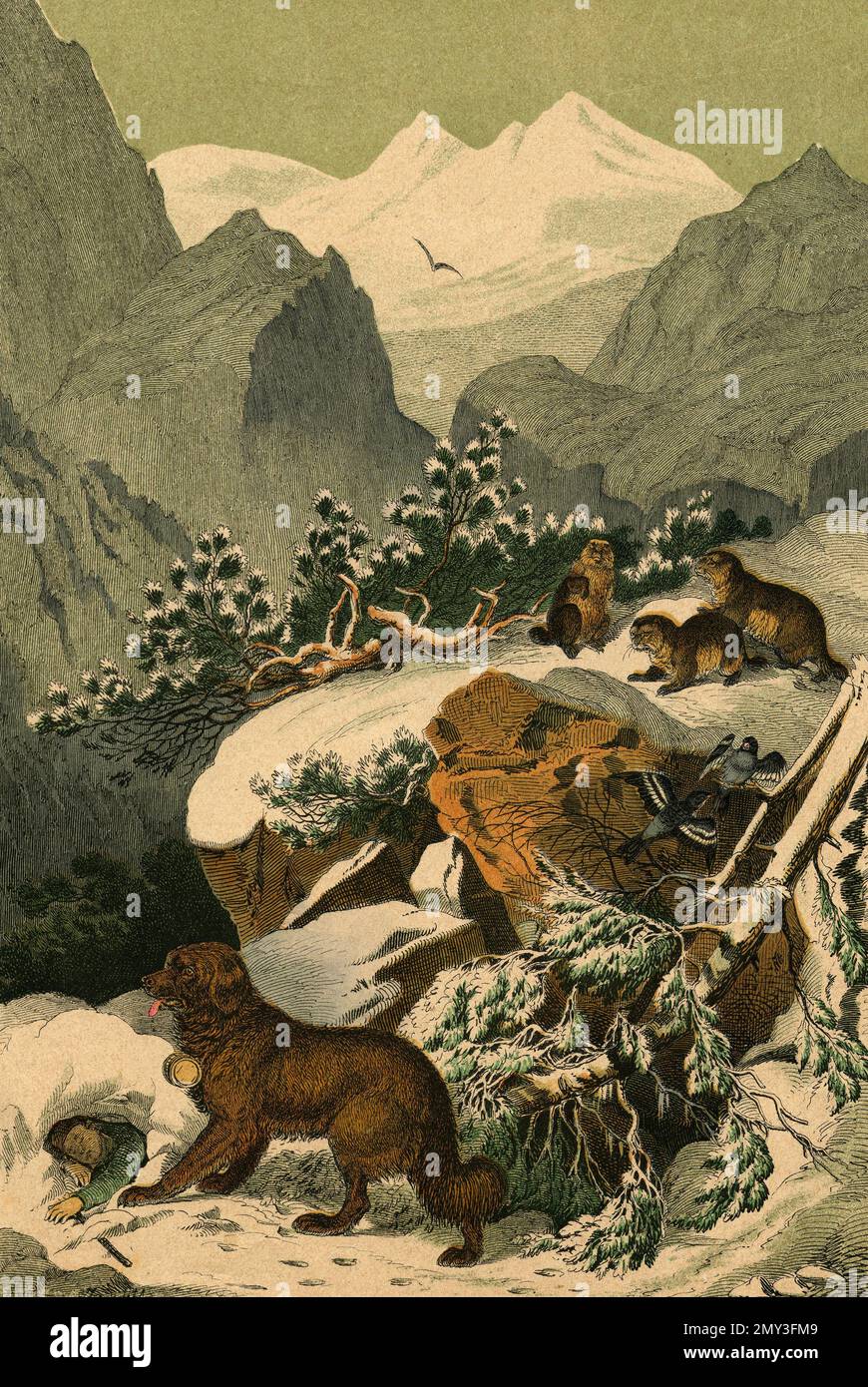Marmots, Great St Bernard cane, e neve-finches uccelli nella regione delle Alpi dell'Europa centrale, illustrazione a colori, il libro illustrativo di Adam White, 1868 Foto Stock