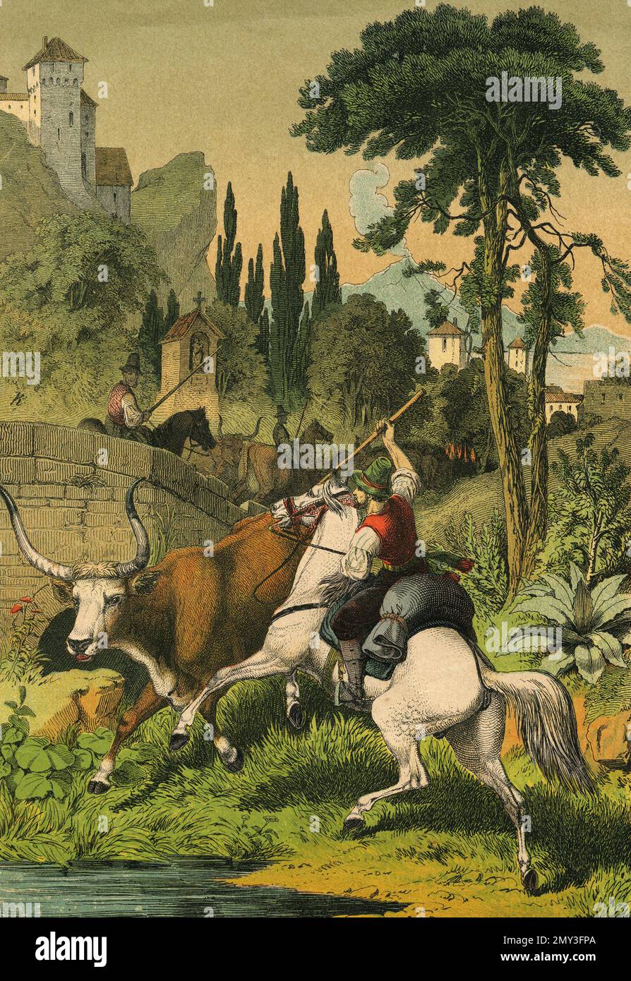 toro steppes e pastore italiano montato in Italia, illustrazione a colori, l'istruttivo Picture Book di Adam White, 1868 Foto Stock