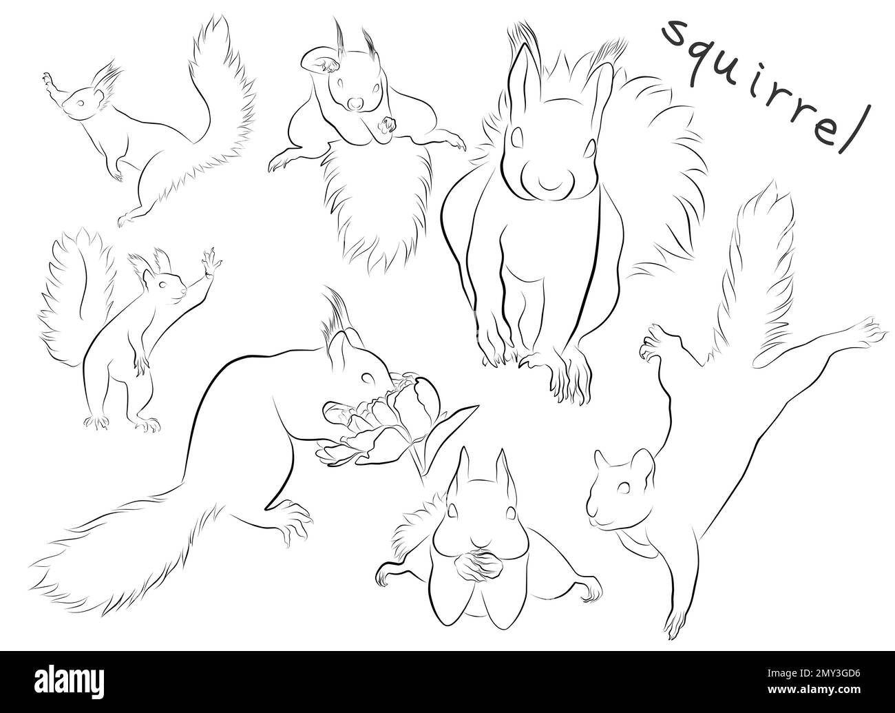 scoiattolo volante set vettore illustrazione elemento design logo animale Illustrazione Vettoriale