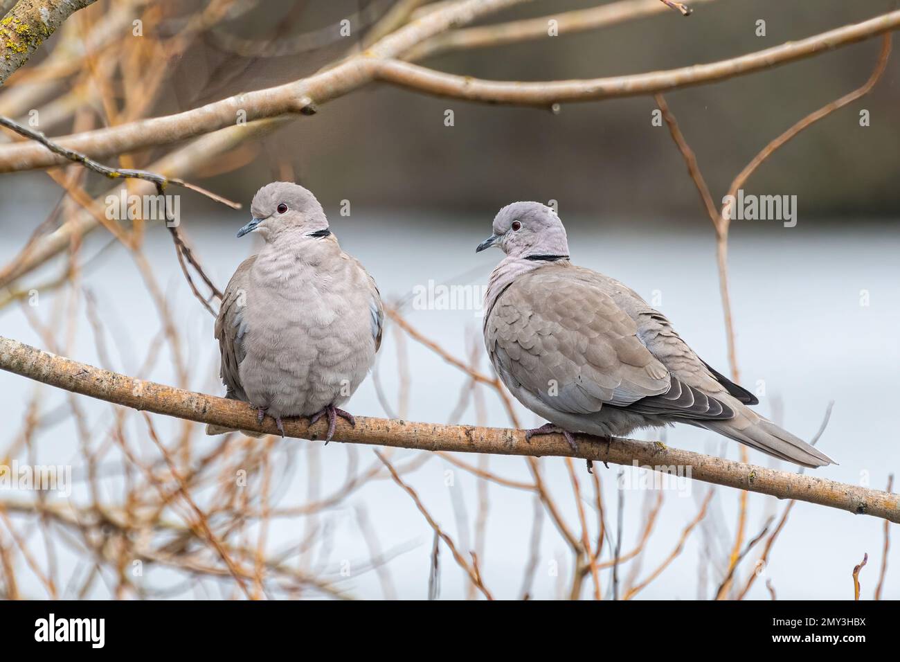 Coppia di colombe colate (Streptopelia decaocto) arroccate in un albero nel mese di febbraio, Berkshire, Inghilterra, Regno Unito Foto Stock