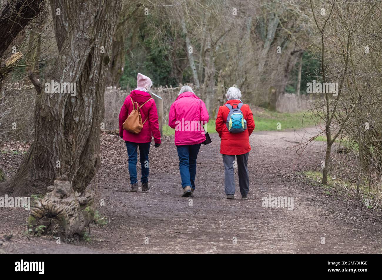 Tre donne in una passeggiata invernale nel bosco indossando cappotti dai colori vivaci, Berkshire, Inghilterra, Regno Unito Foto Stock
