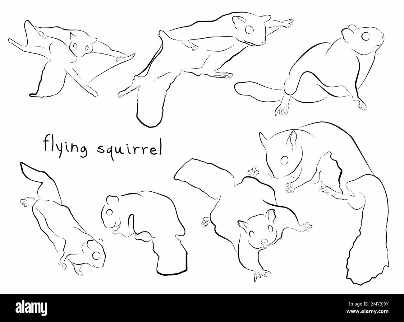 scoiattolo volante set elementi vettoriali per la progettazione Illustrazione Vettoriale